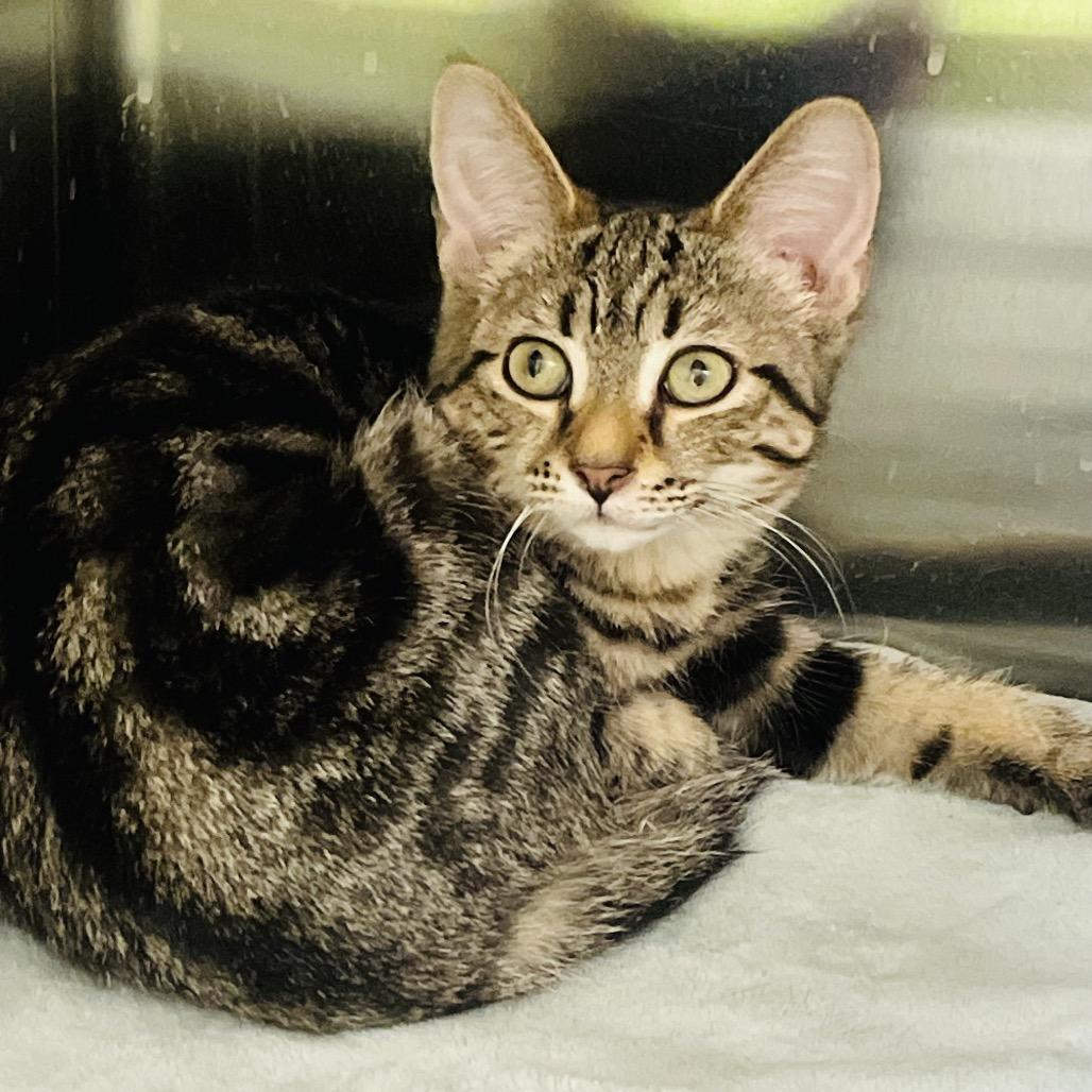 Enlarge Ivy, a Adoptable Domestic Short Hair in Columbia Station, OH image 1/1