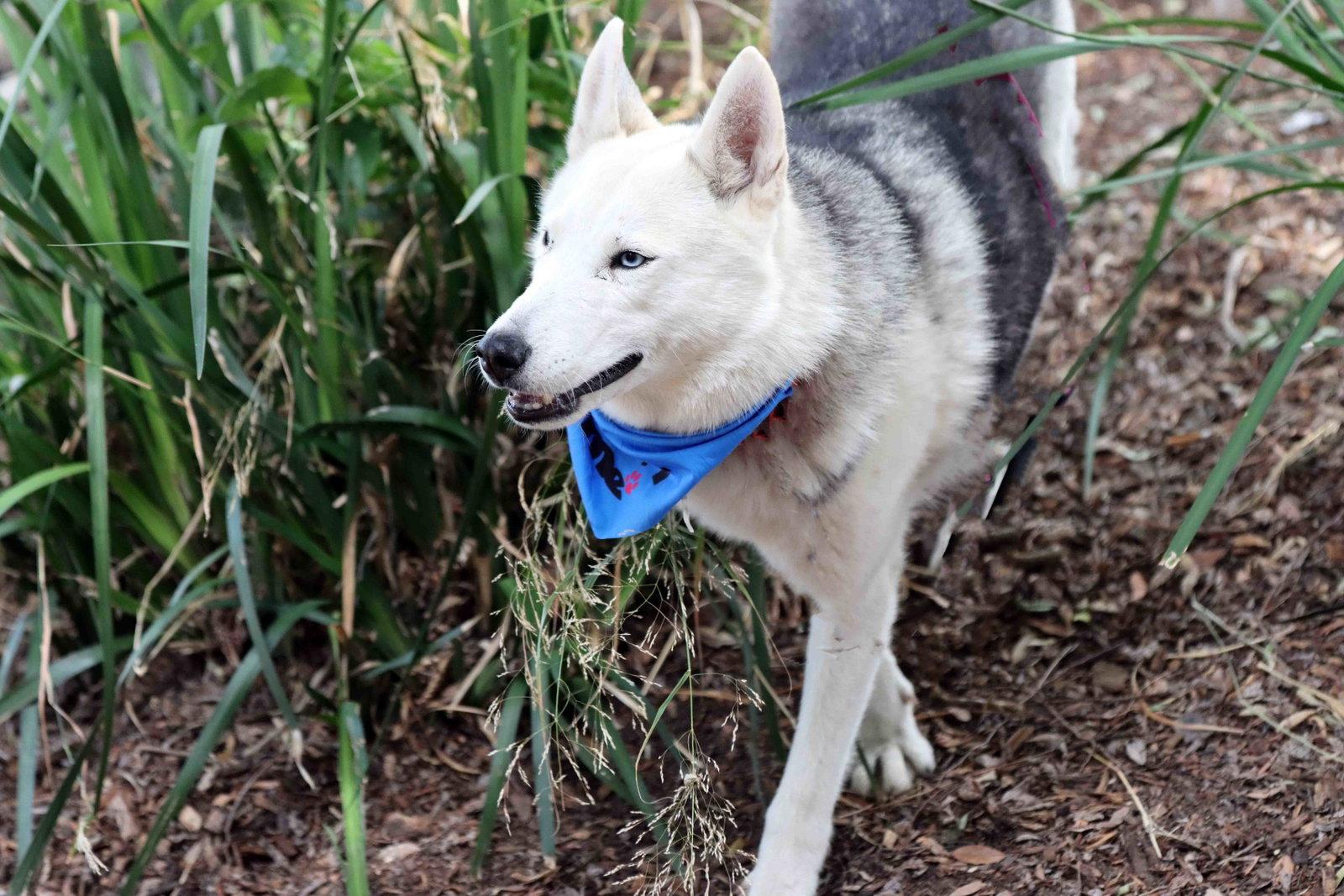 Frolic, a Adoptable mixed breed in Walnut Creek, CA image 1/3