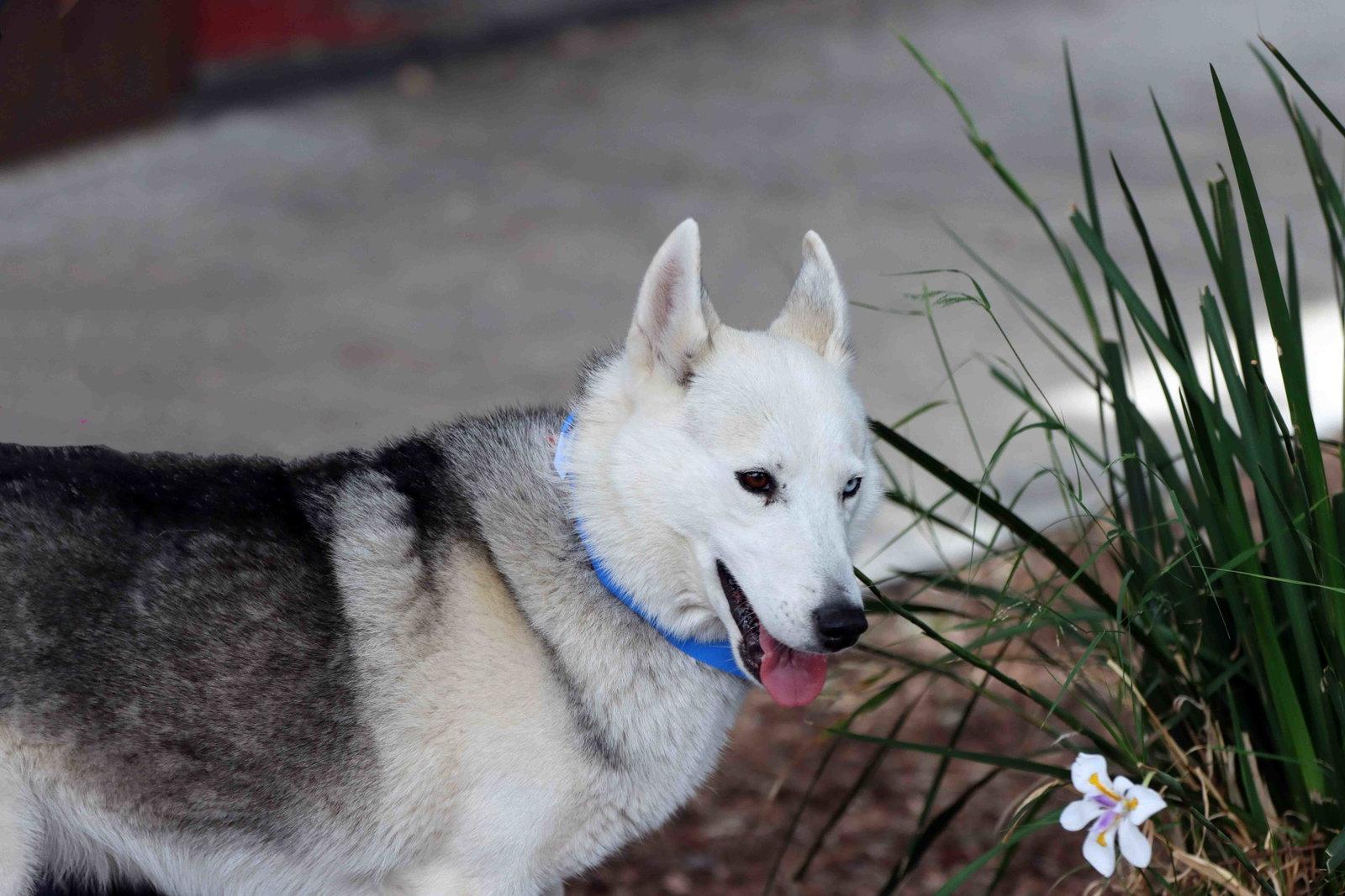 Frolic, a Adoptable mixed breed in Walnut Creek, CA image 2/3
