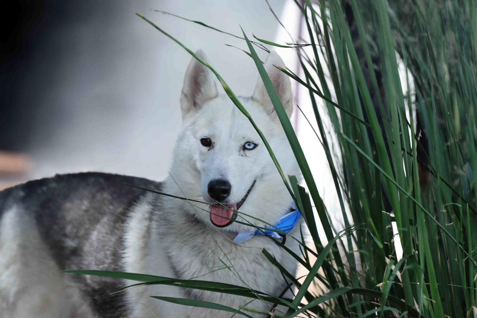 Frolic, a Adoptable mixed breed in Walnut Creek, CA image 3/3