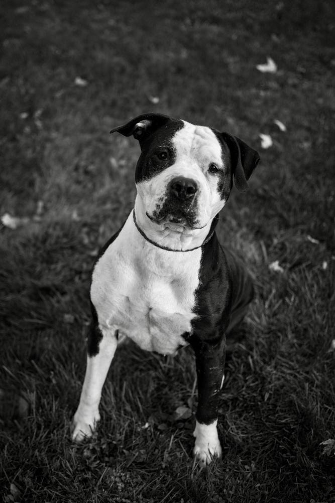 Enlarge Ari, a Adoptable mixed breed in Frankfort, NY image 1/6