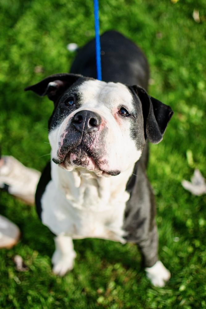 Enlarge Ari, a Adoptable mixed breed in Frankfort, NY image 2/6