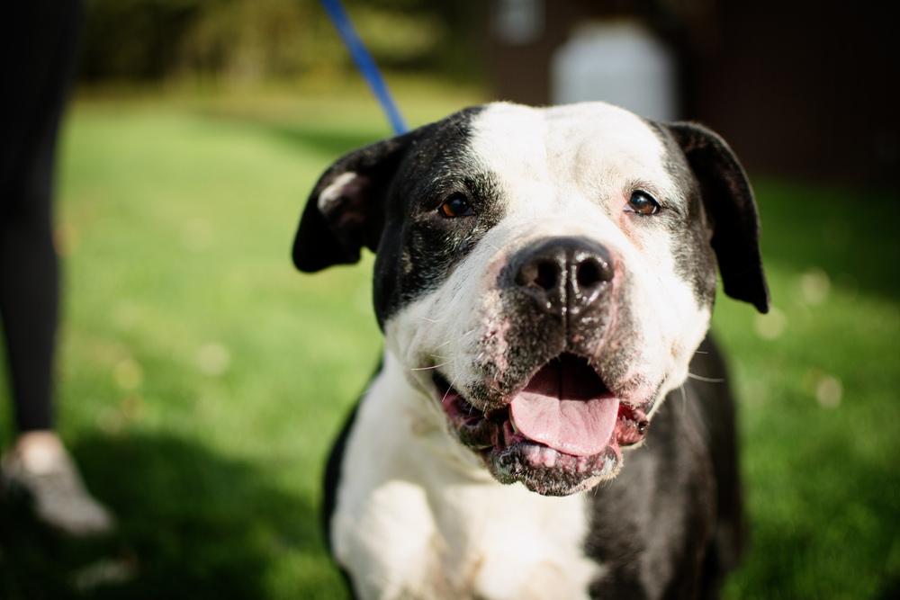 Enlarge Ari, a Adoptable mixed breed in Frankfort, NY image 3/6