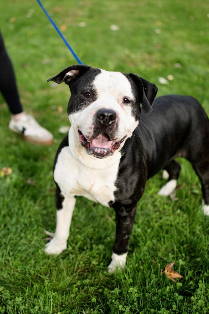 Enlarge Ari, a Adoptable mixed breed in Frankfort, NY image 4/6