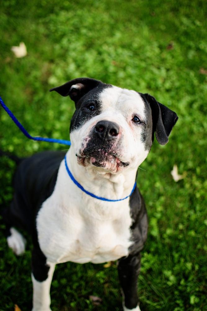 Enlarge Ari, a Adoptable mixed breed in Frankfort, NY image 5/6