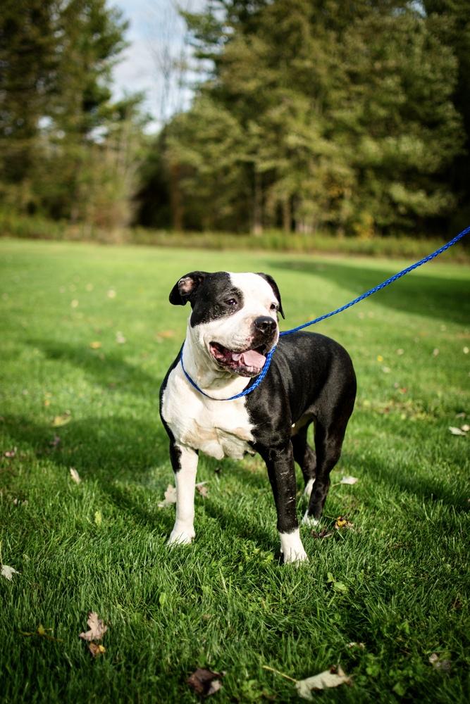 Enlarge Ari, a Adoptable mixed breed in Frankfort, NY image 6/6