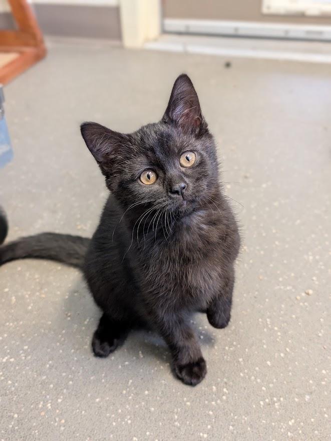 Enlarge Siren, an adopted Domestic Short Hair in Coquitlam, BC image 1/1