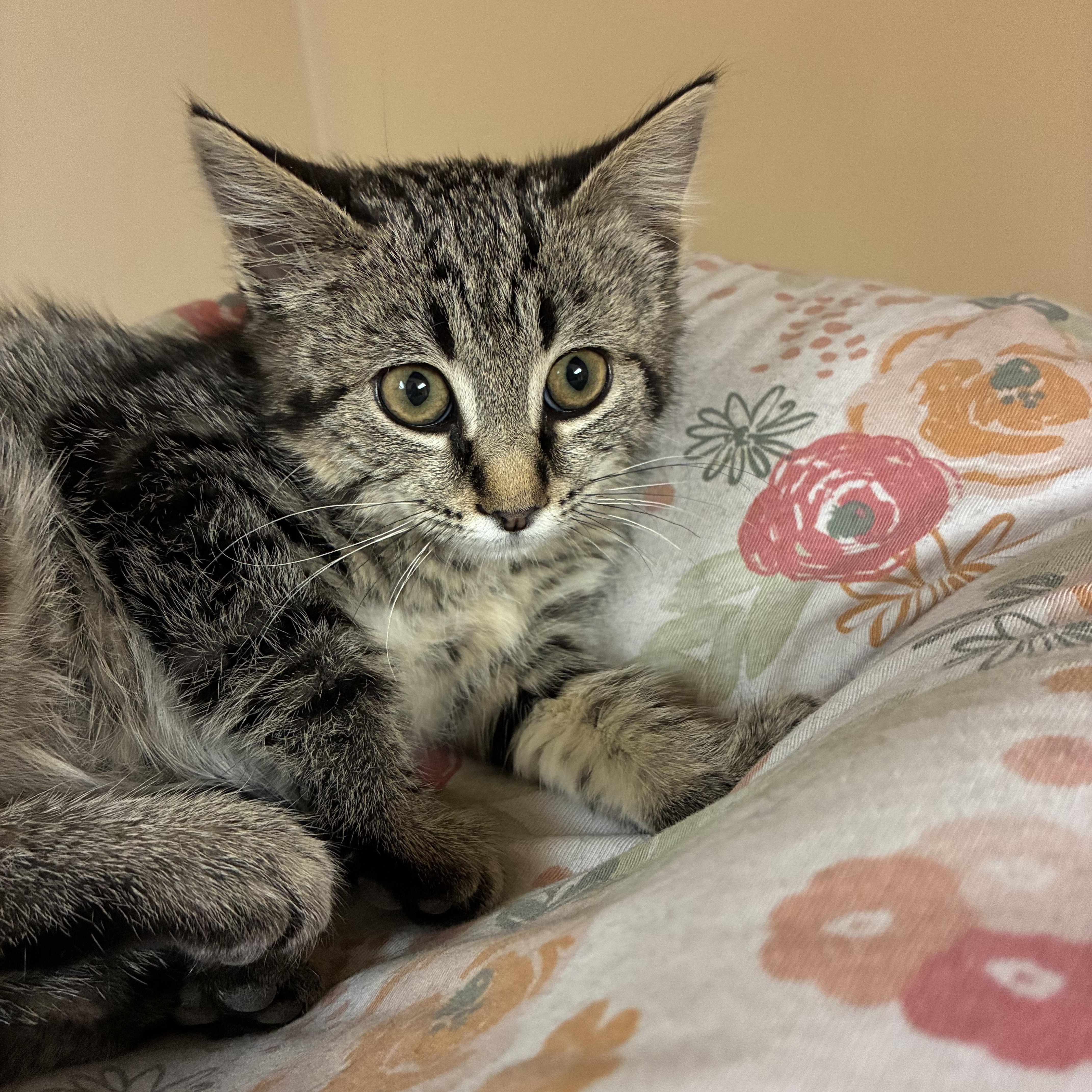 Millicent Quibb , an adopted Domestic Medium Hair in Hays, KS image 3/6