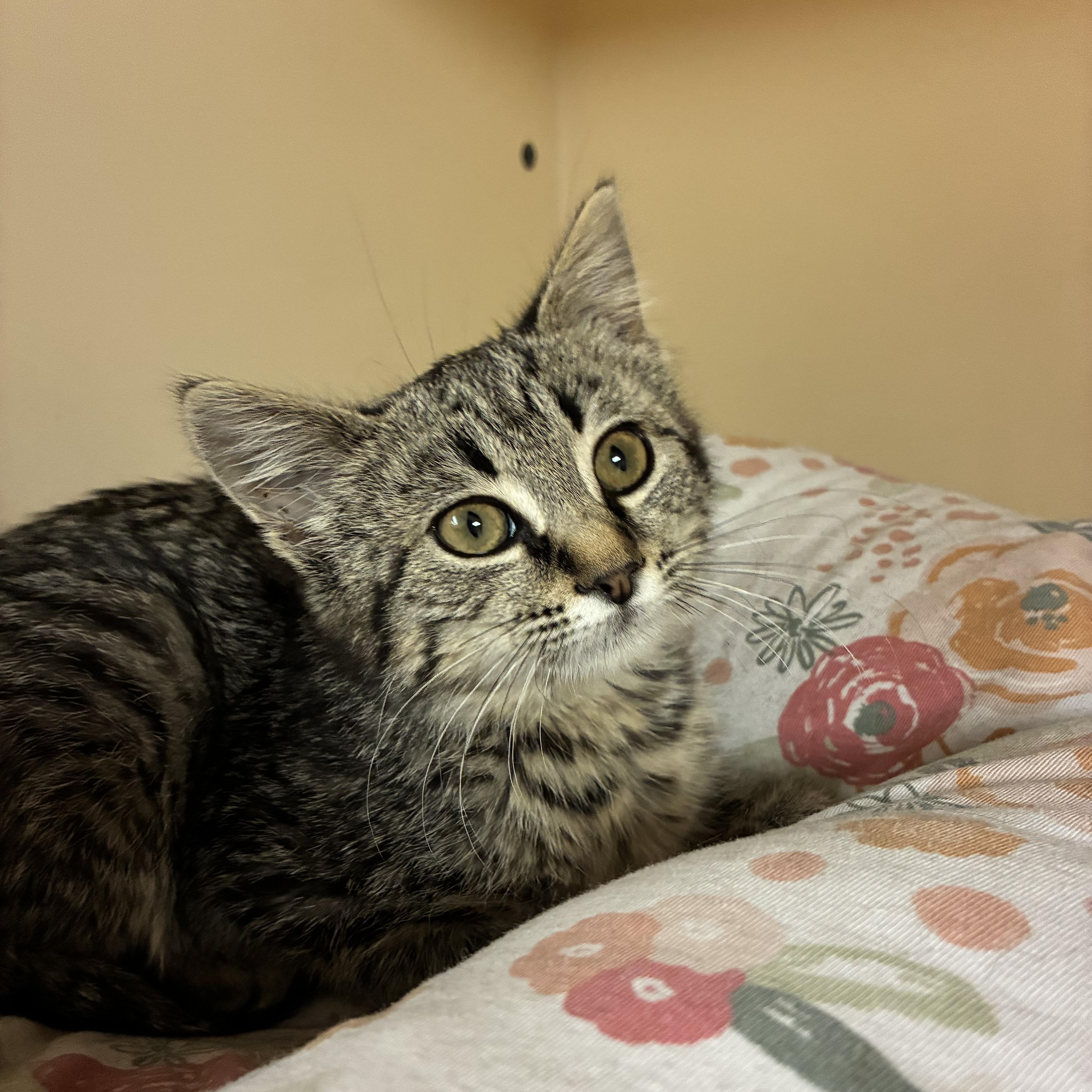 Millicent Quibb , adopted, Young Female Domestic Medium Hair.