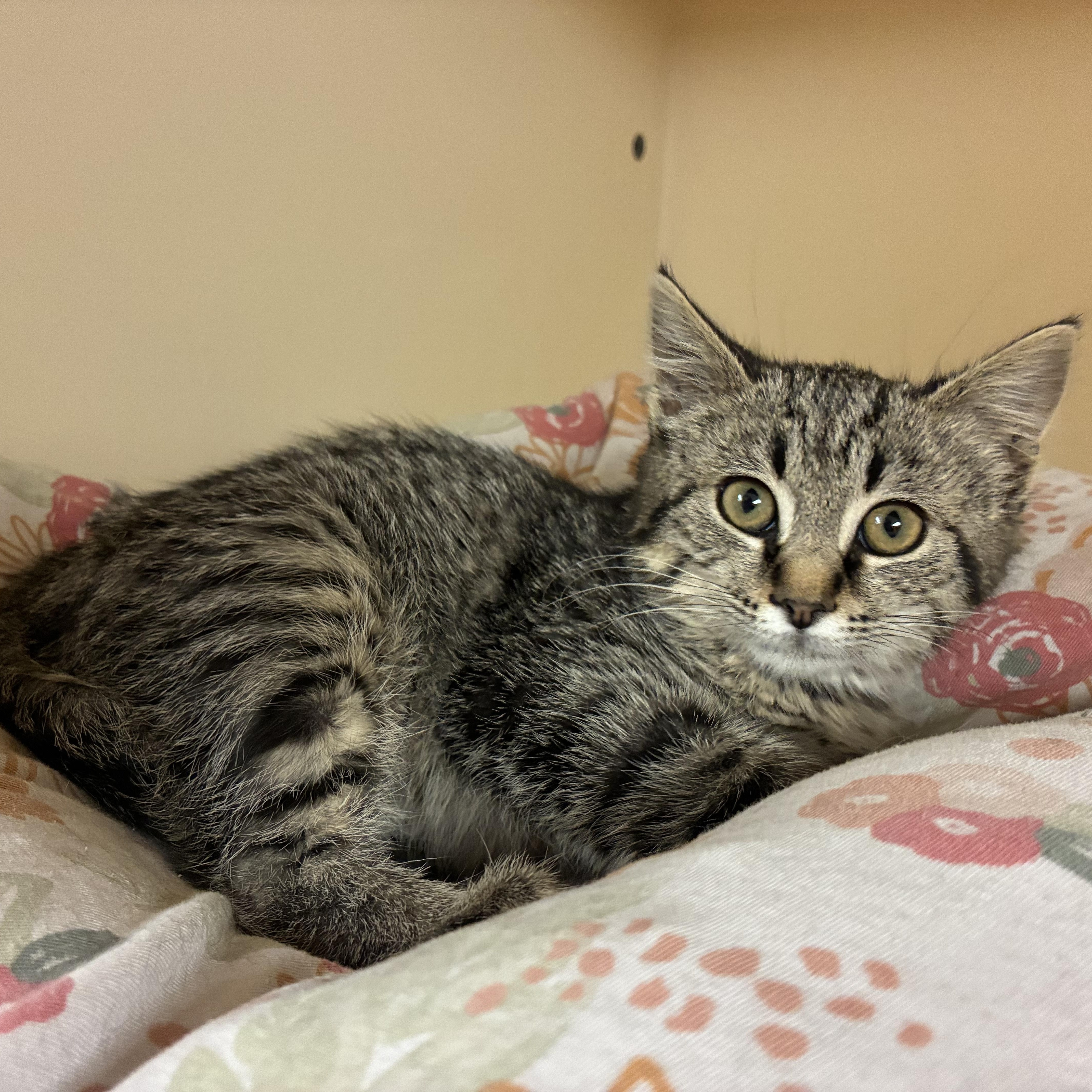 Millicent Quibb , an adopted Domestic Medium Hair in Hays, KS image 5/6