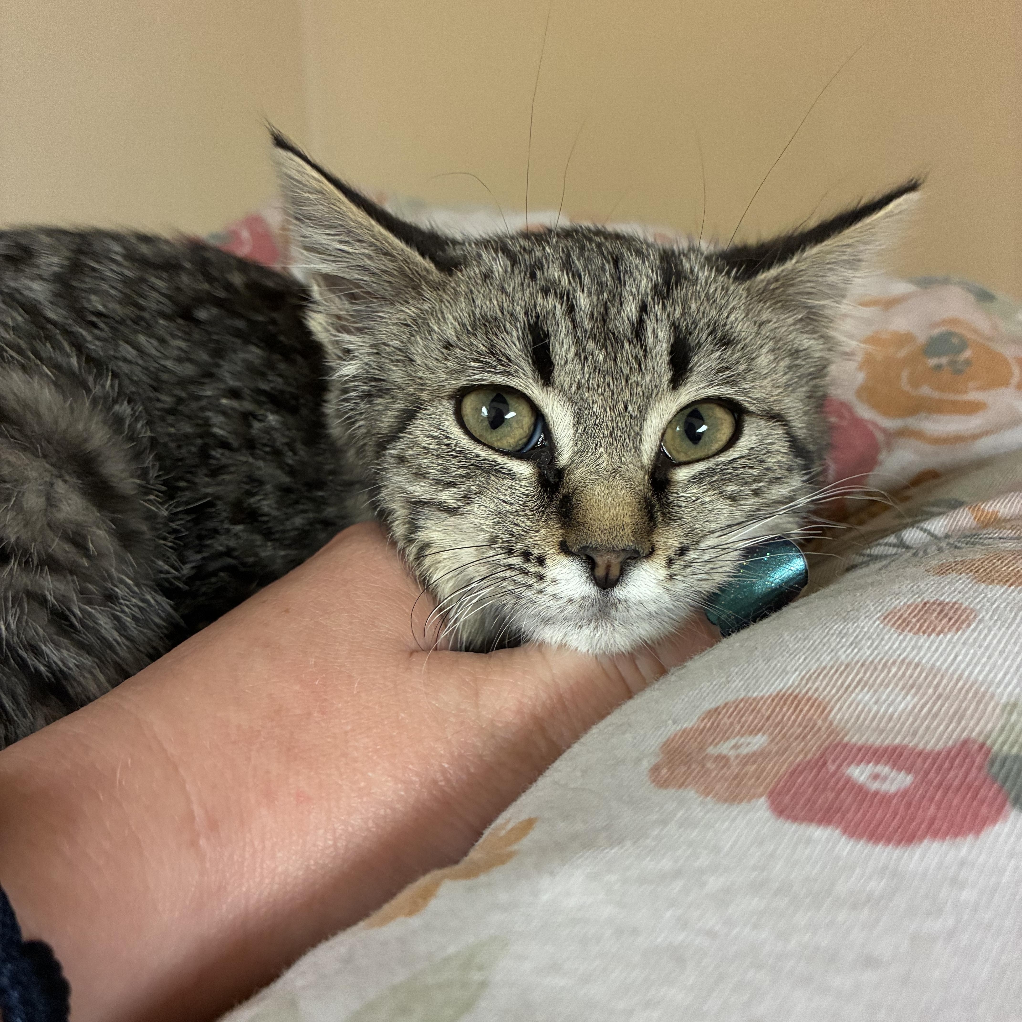 Millicent Quibb , an adopted Domestic Medium Hair in Hays, KS image 2/6