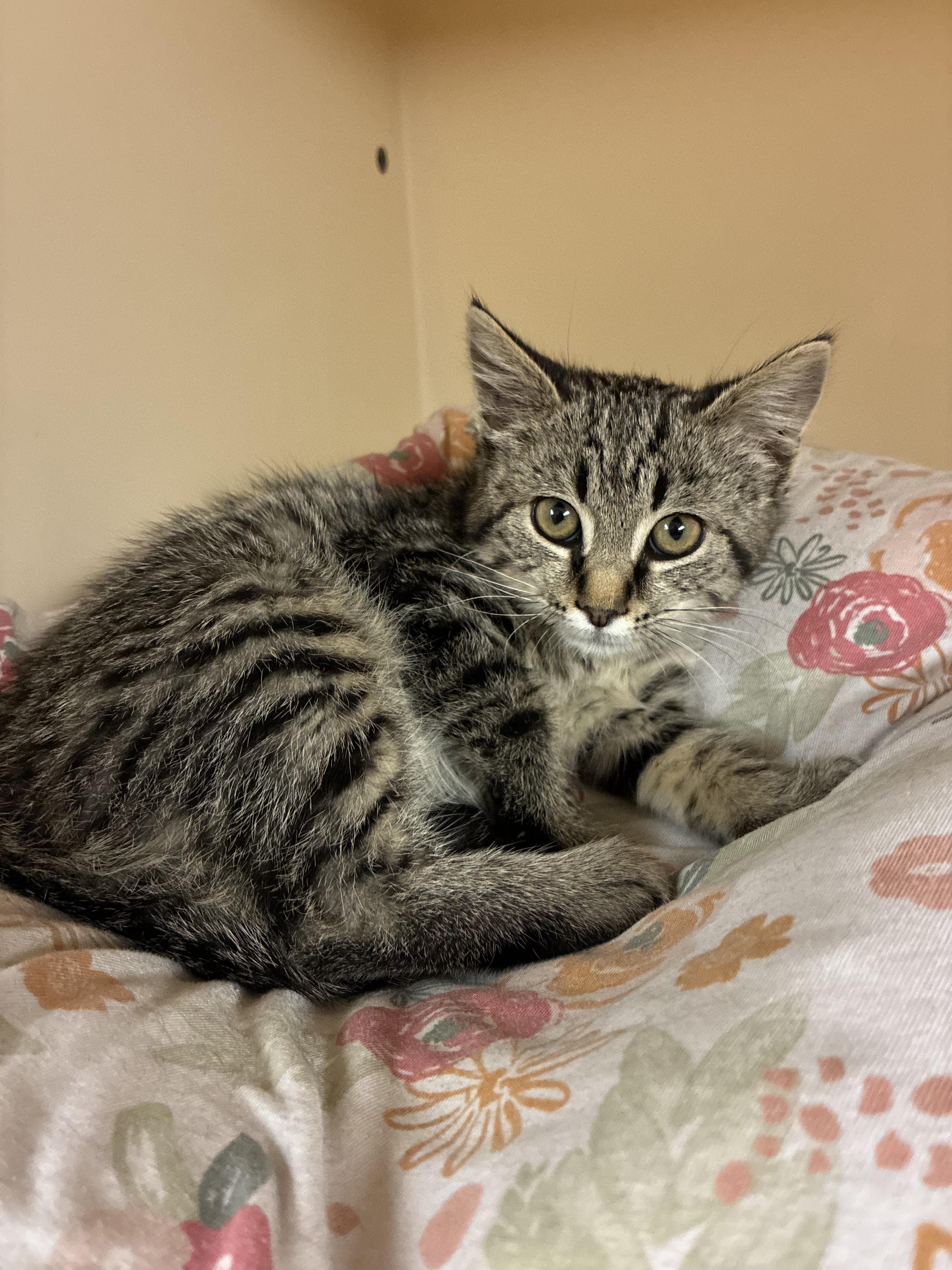 Millicent Quibb , an adopted Domestic Medium Hair in Hays, KS image 4/6