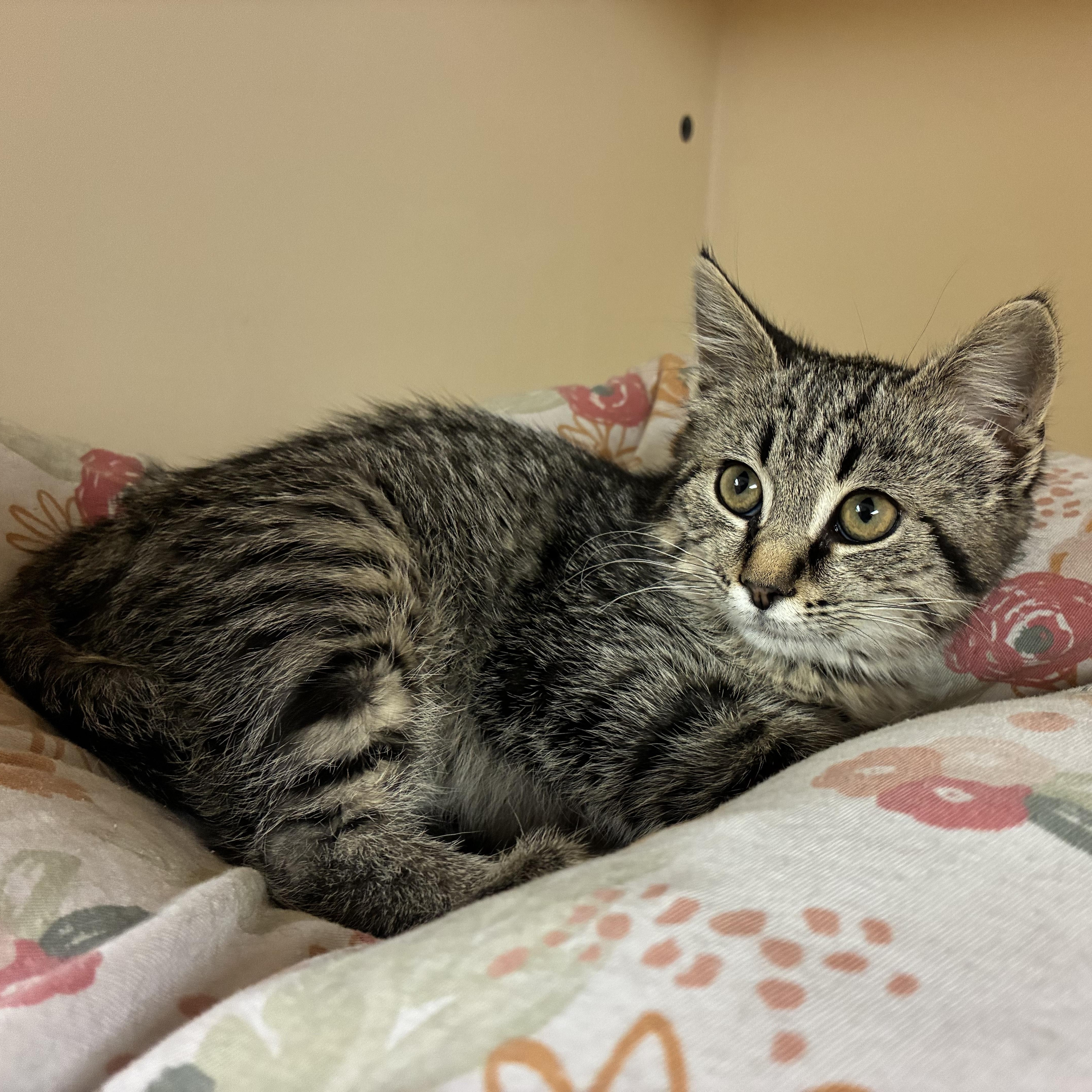 Millicent Quibb , an adopted Domestic Medium Hair in Hays, KS image 6/6