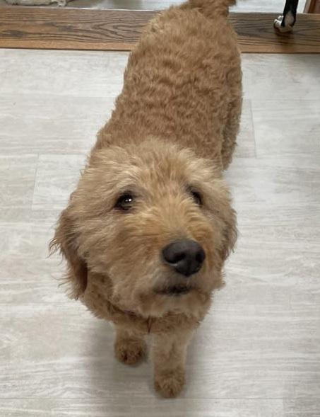 Enlarge Honey - Foster to Adopt, a Adoptable mixed breed in Crown Point, IN image 1/5