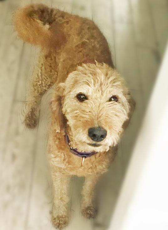 Enlarge Honey - Foster to Adopt, a Adoptable mixed breed in Crown Point, IN image 2/5