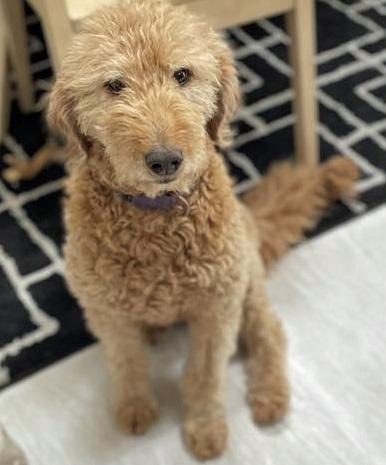 Enlarge Honey - Foster to Adopt, a Adoptable mixed breed in Crown Point, IN image 3/5