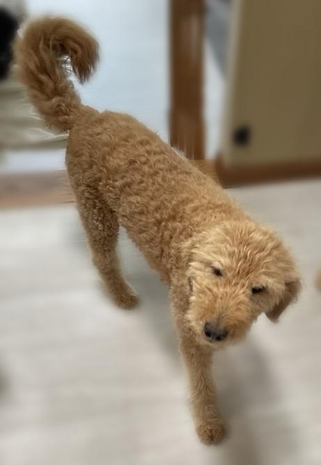 Enlarge Honey - Foster to Adopt, a Adoptable mixed breed in Crown Point, IN image 4/5