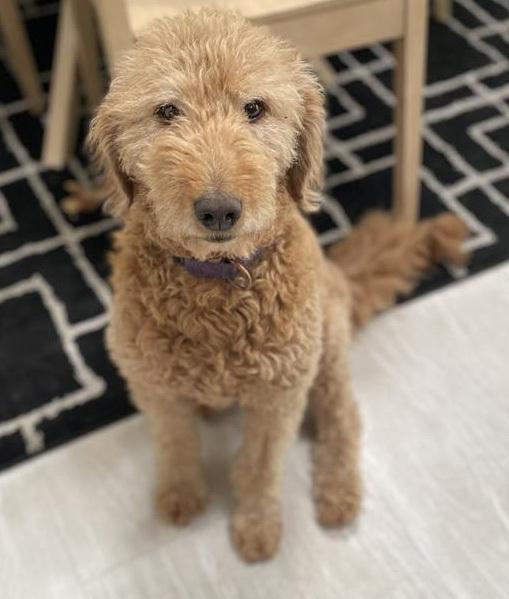 Enlarge Honey - Foster to Adopt, a Adoptable mixed breed in Crown Point, IN image 5/5