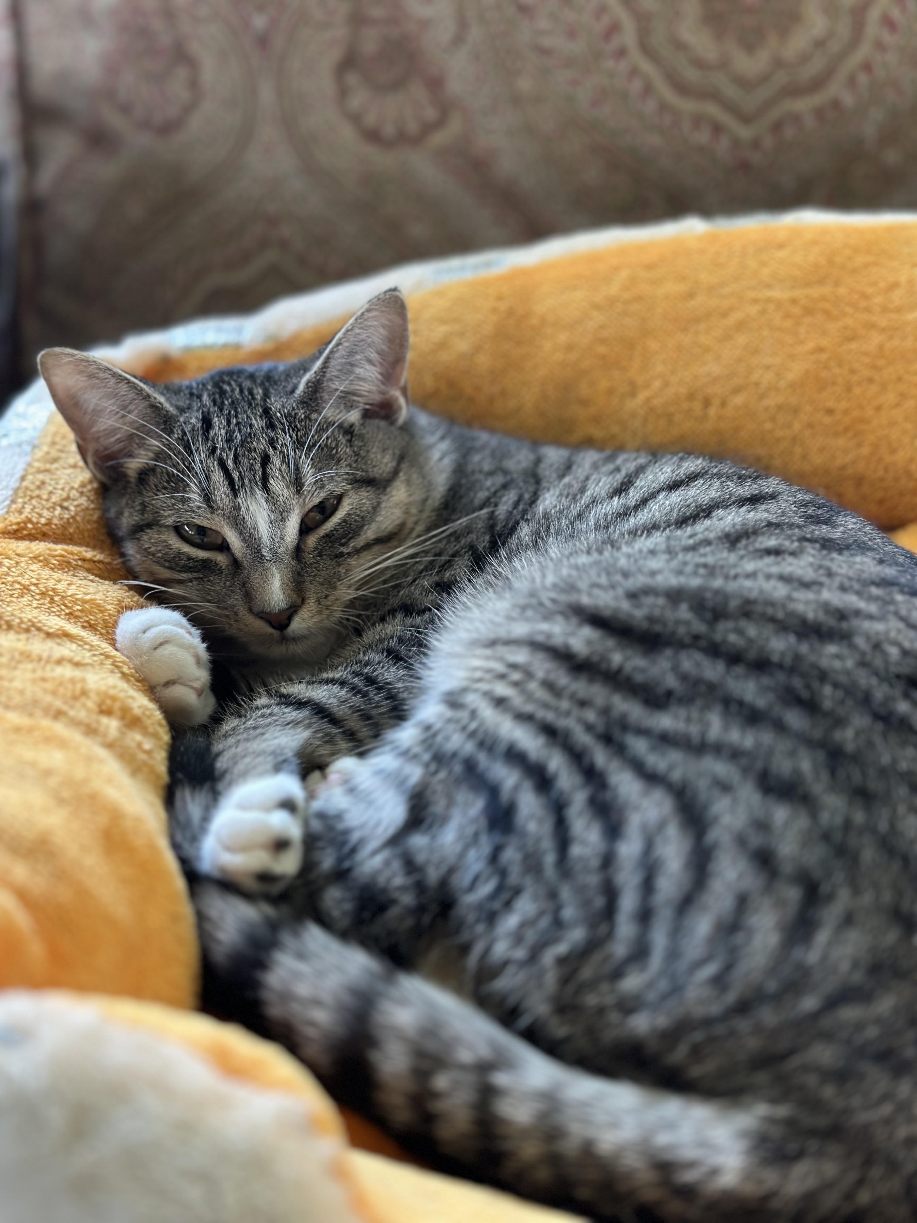 Enlarge Bubbles, a Adoptable American Shorthair in Belvidere, IL image 4/4