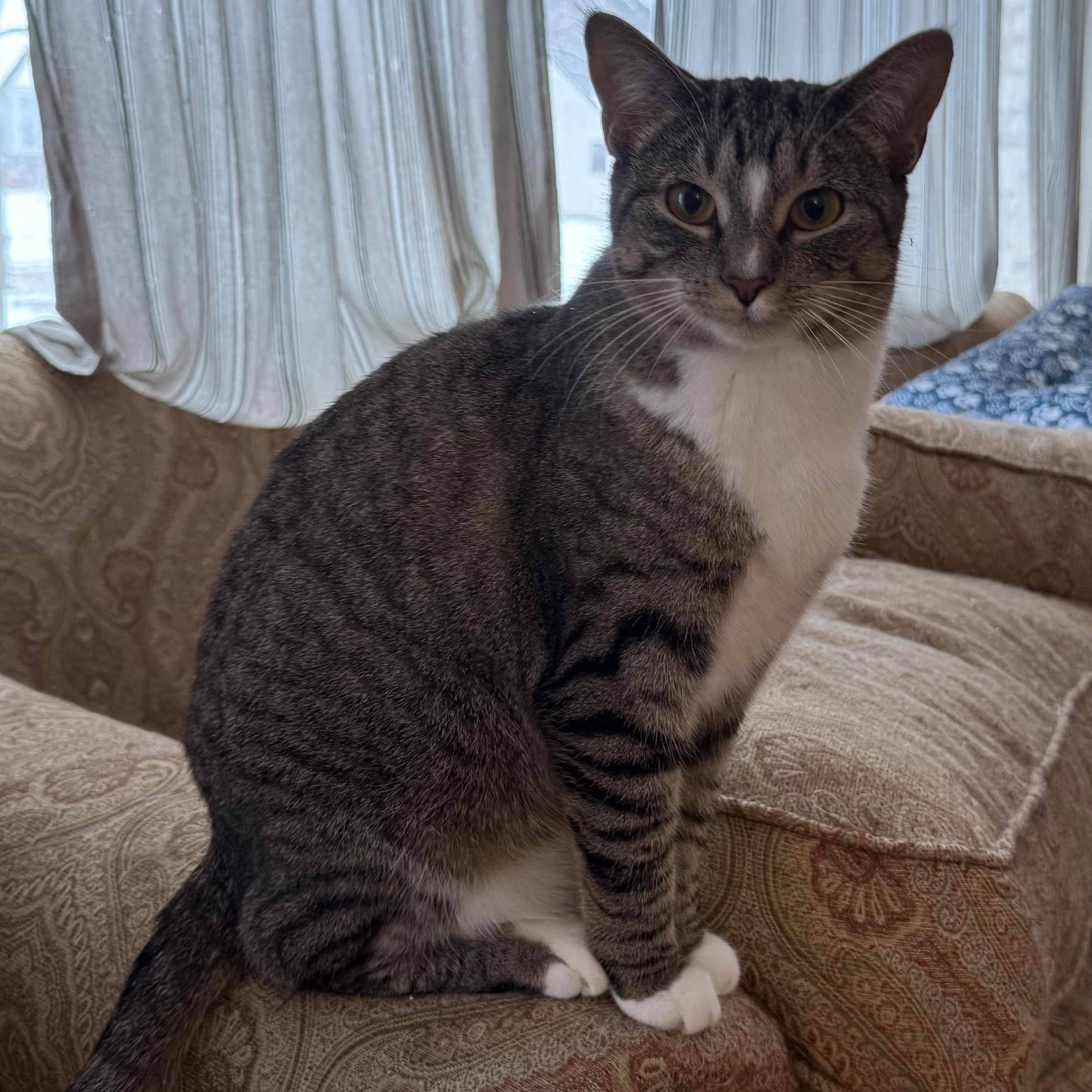 Bubbles, Adoptable, Kitten Female American Shorthair.