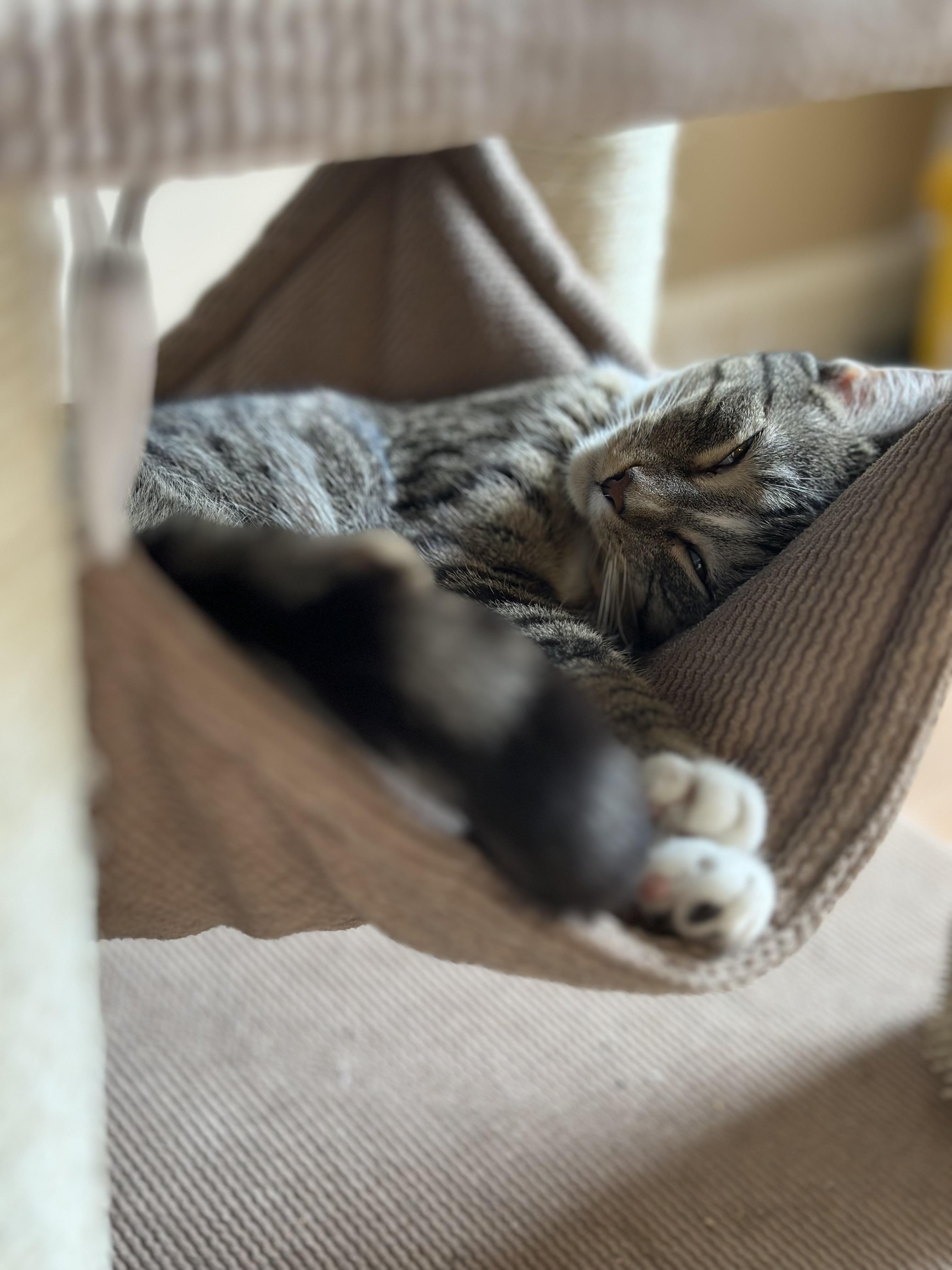 Enlarge Bubbles, a Adoptable American Shorthair in Belvidere, IL image 2/4