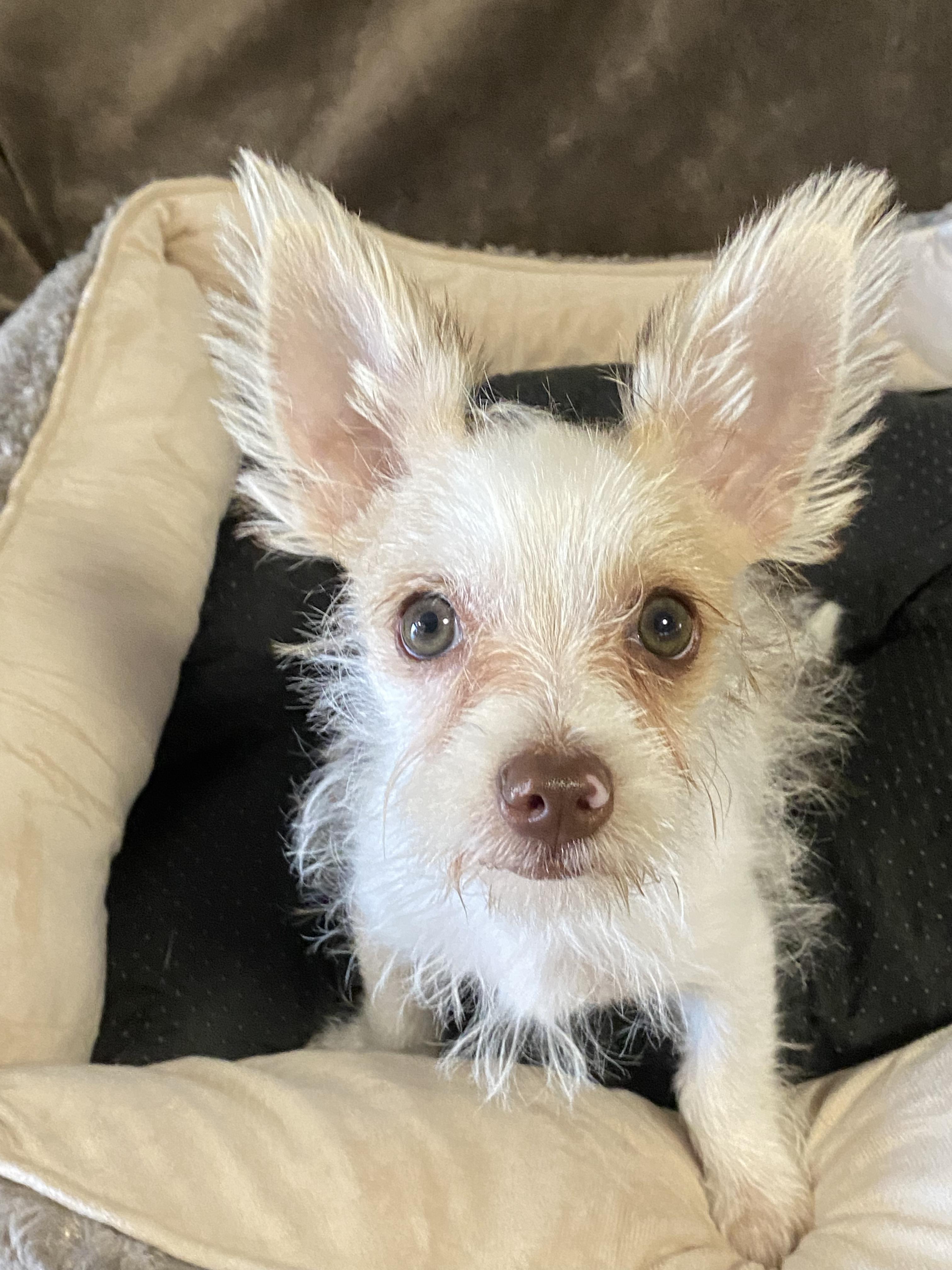 Enlarge Razzle, a ADOPTABLE mixed breed in Oakland, CA image 2/6