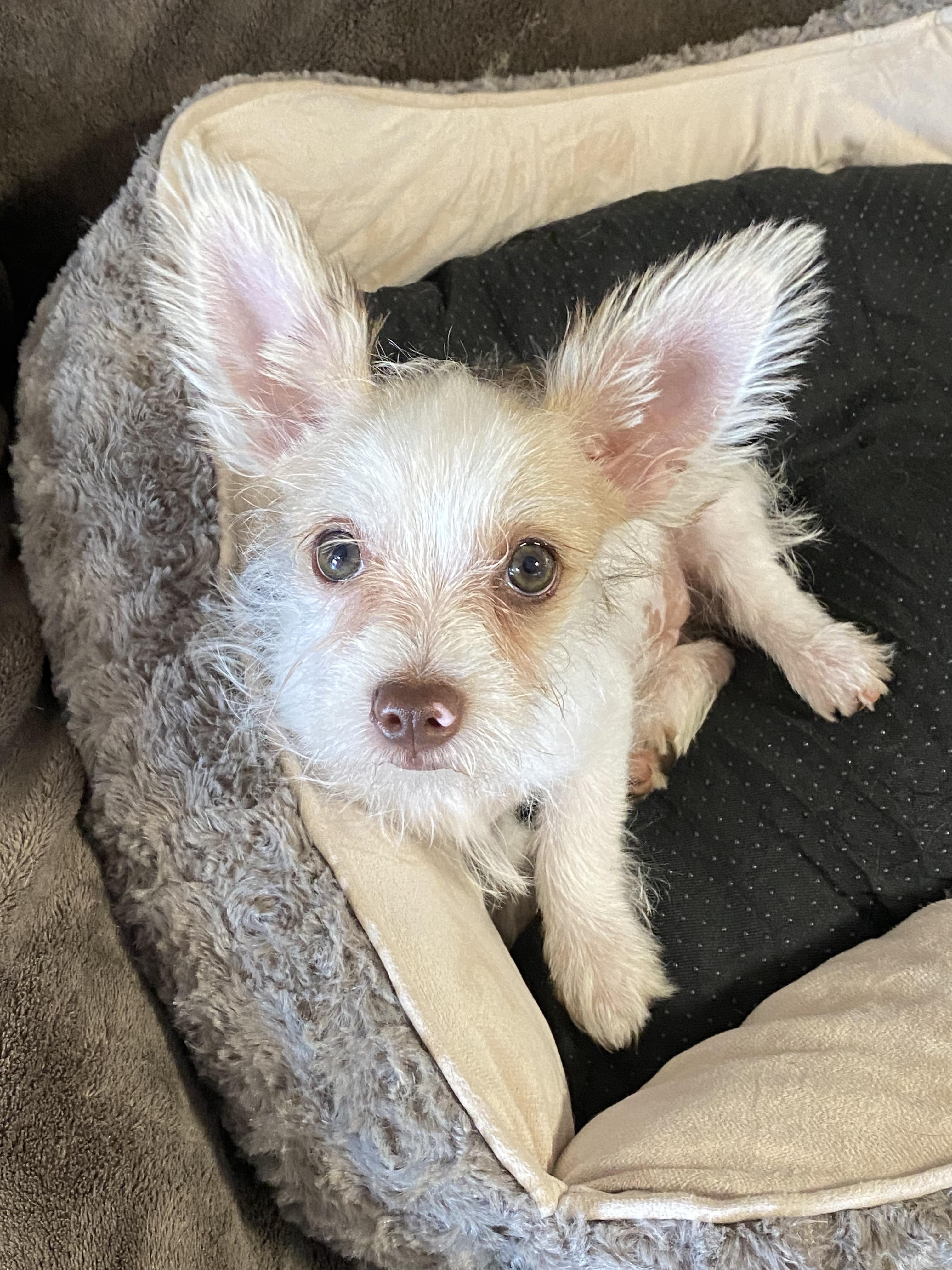 Enlarge Razzle, a ADOPTABLE mixed breed in Oakland, CA image 3/6