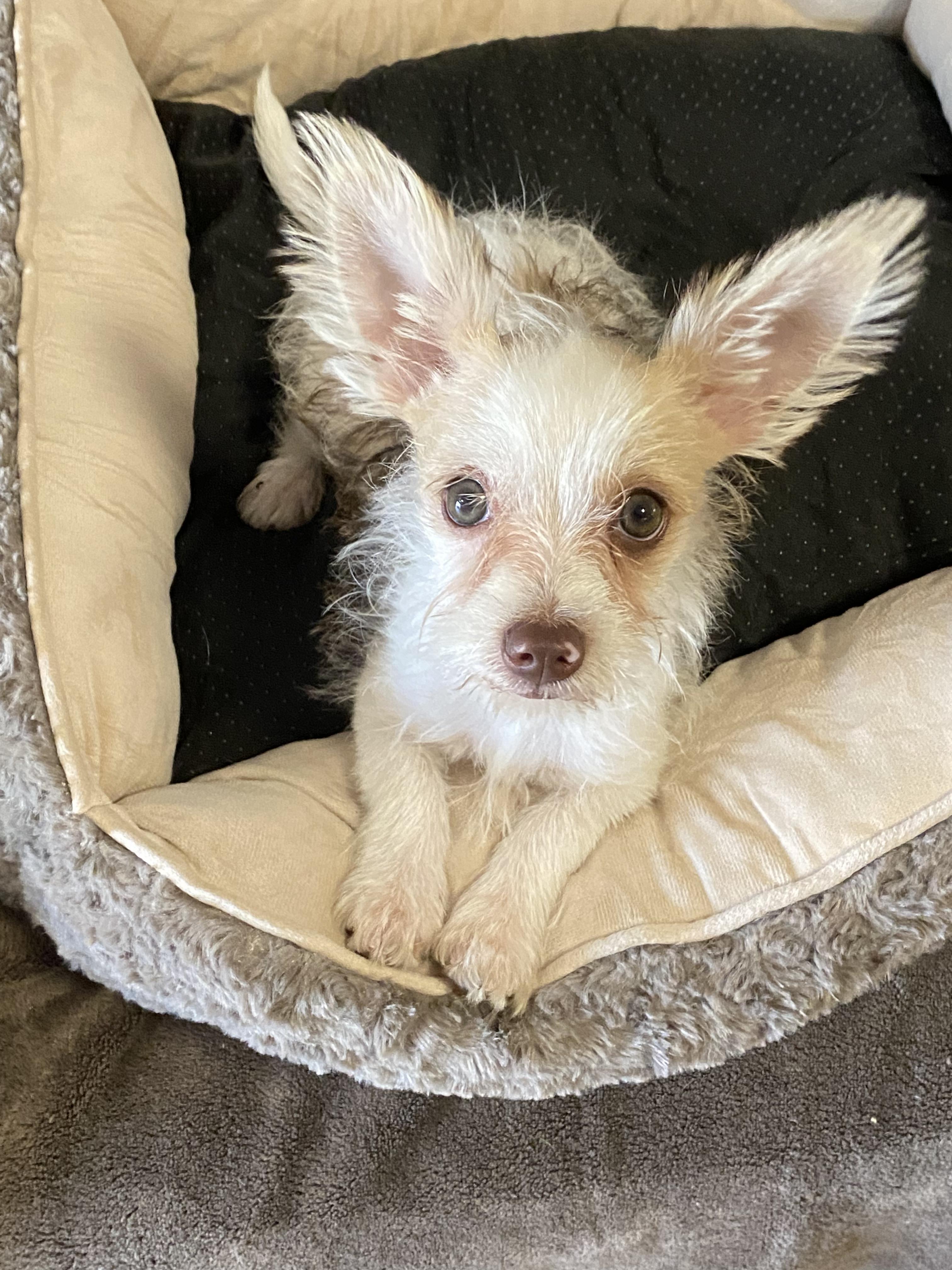 Enlarge Razzle, a ADOPTABLE mixed breed in Oakland, CA image 1/6