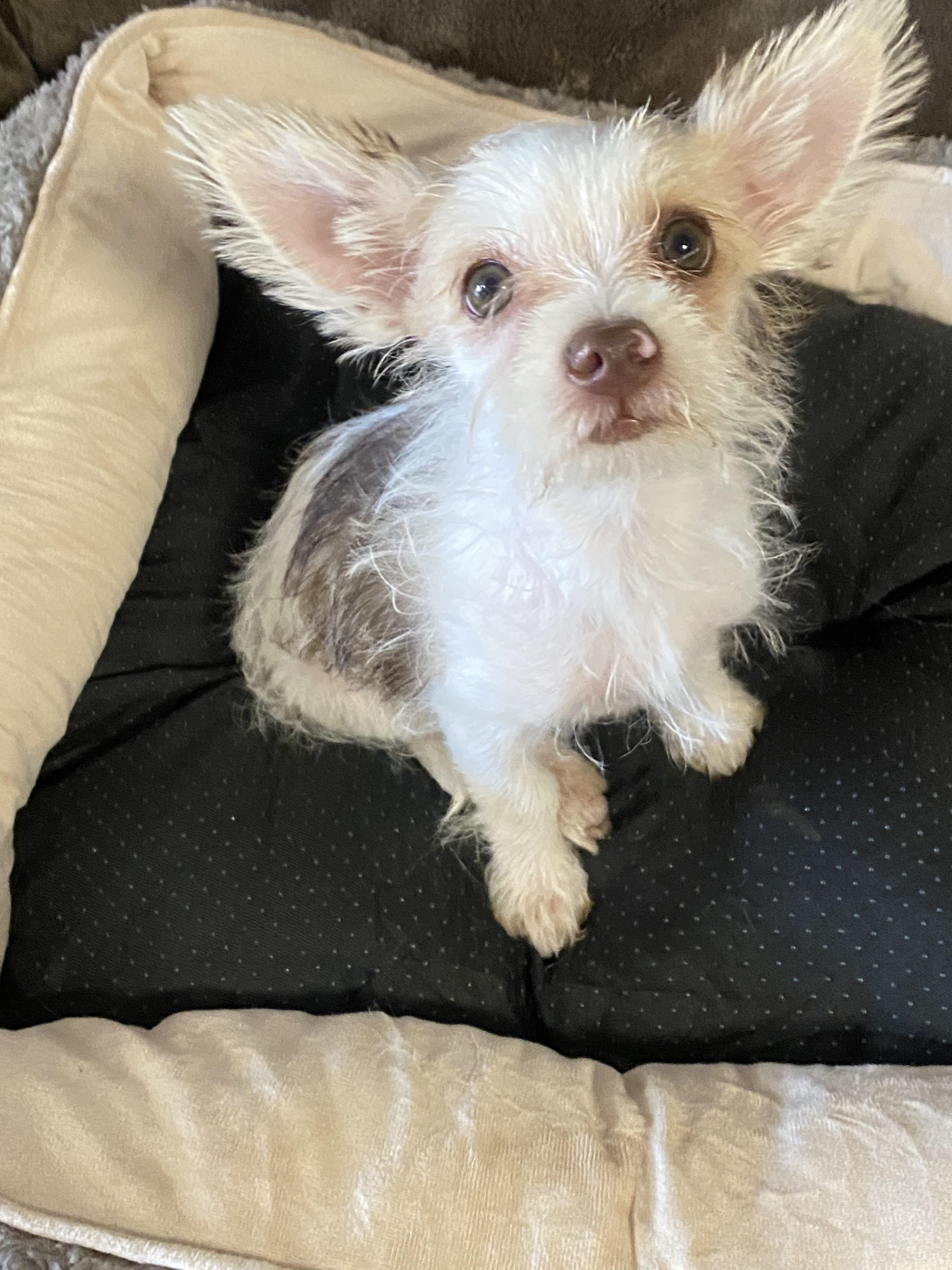 Enlarge Razzle, a ADOPTABLE mixed breed in Oakland, CA image 4/6