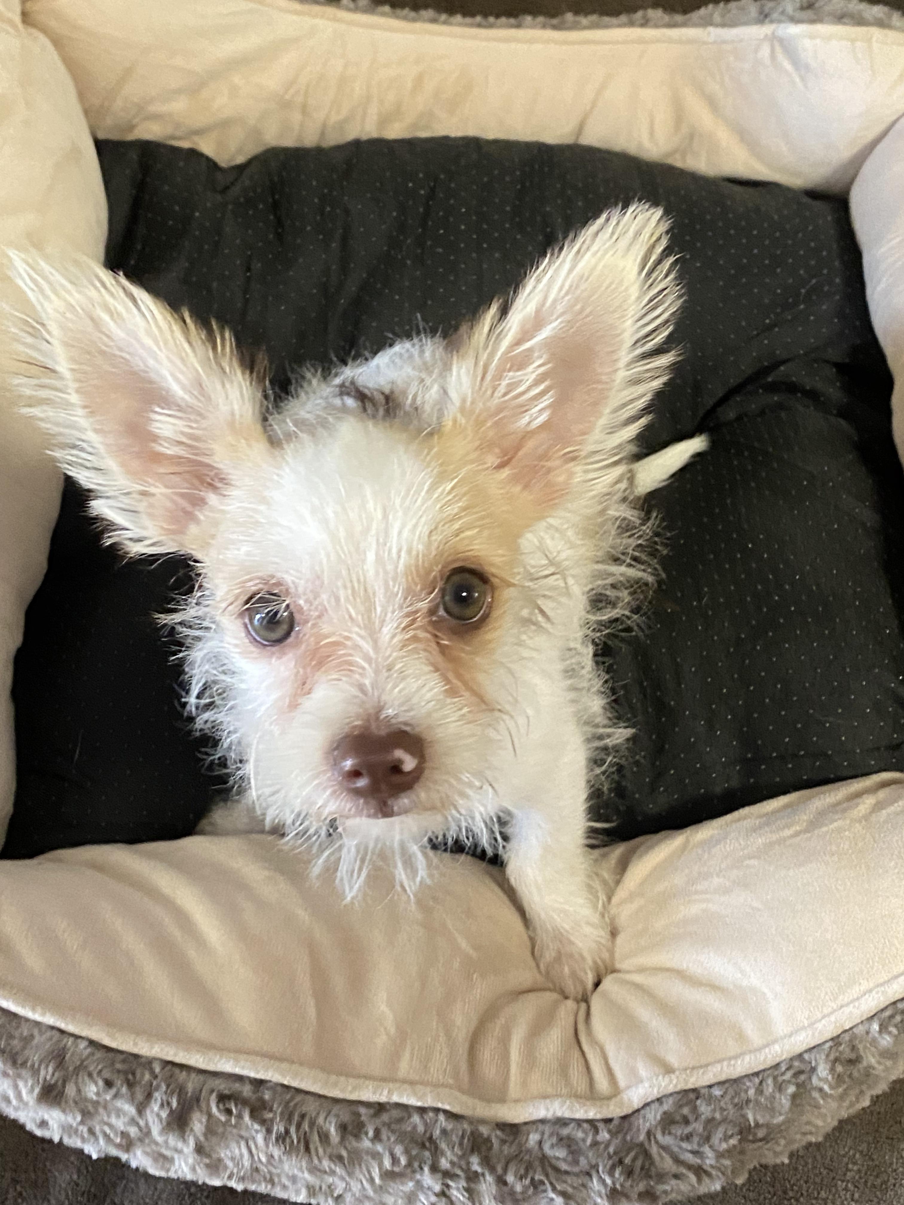 Enlarge Razzle, a ADOPTABLE mixed breed in Oakland, CA image 6/6