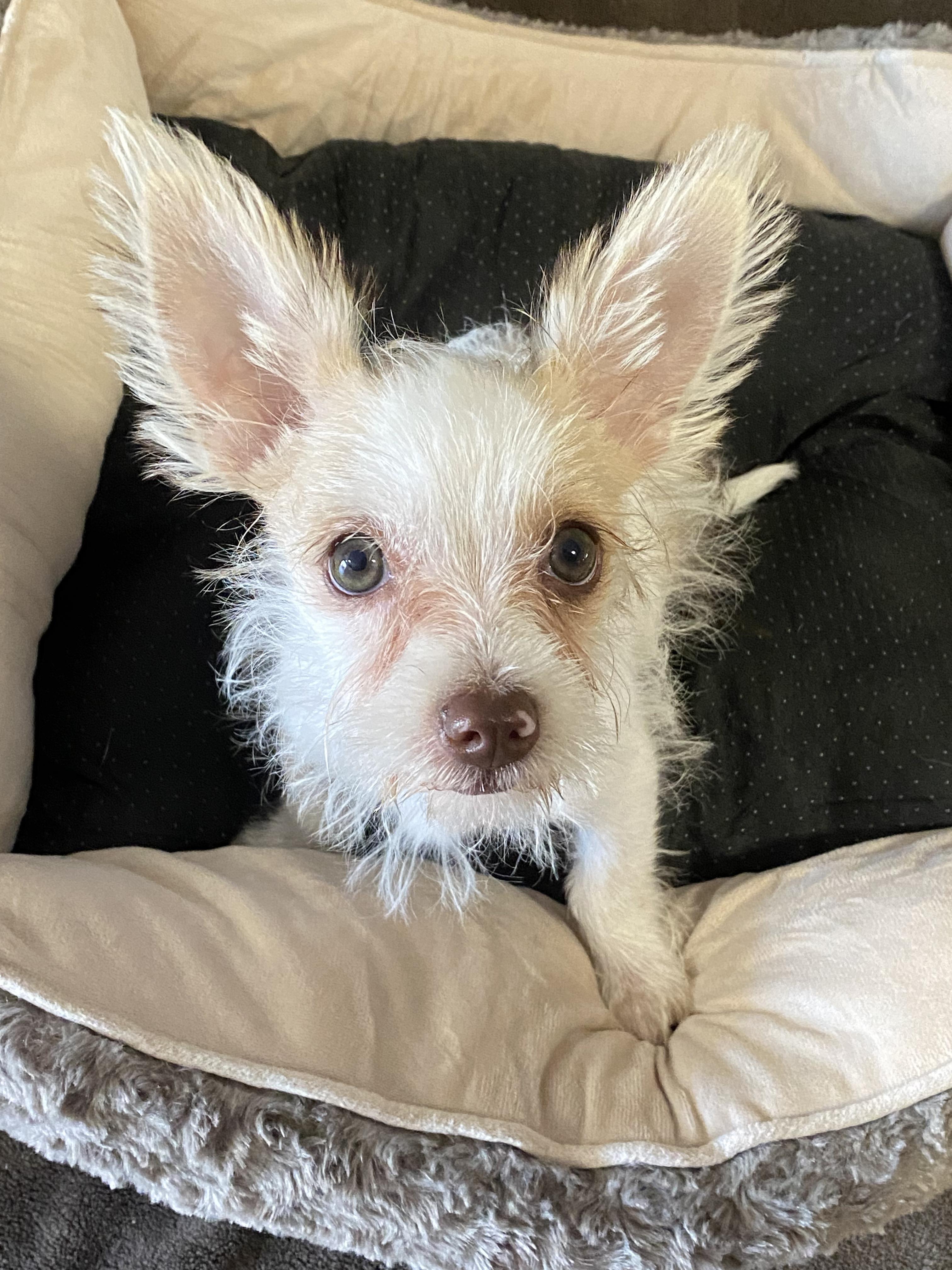 Enlarge Razzle, a ADOPTABLE mixed breed in Oakland, CA image 5/6