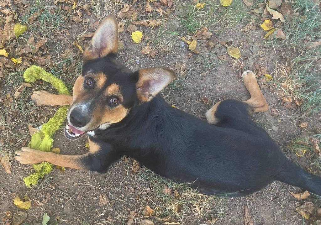 Rory, Adoptable, Puppy Female German Shepherd Dog & Mixed Breed.