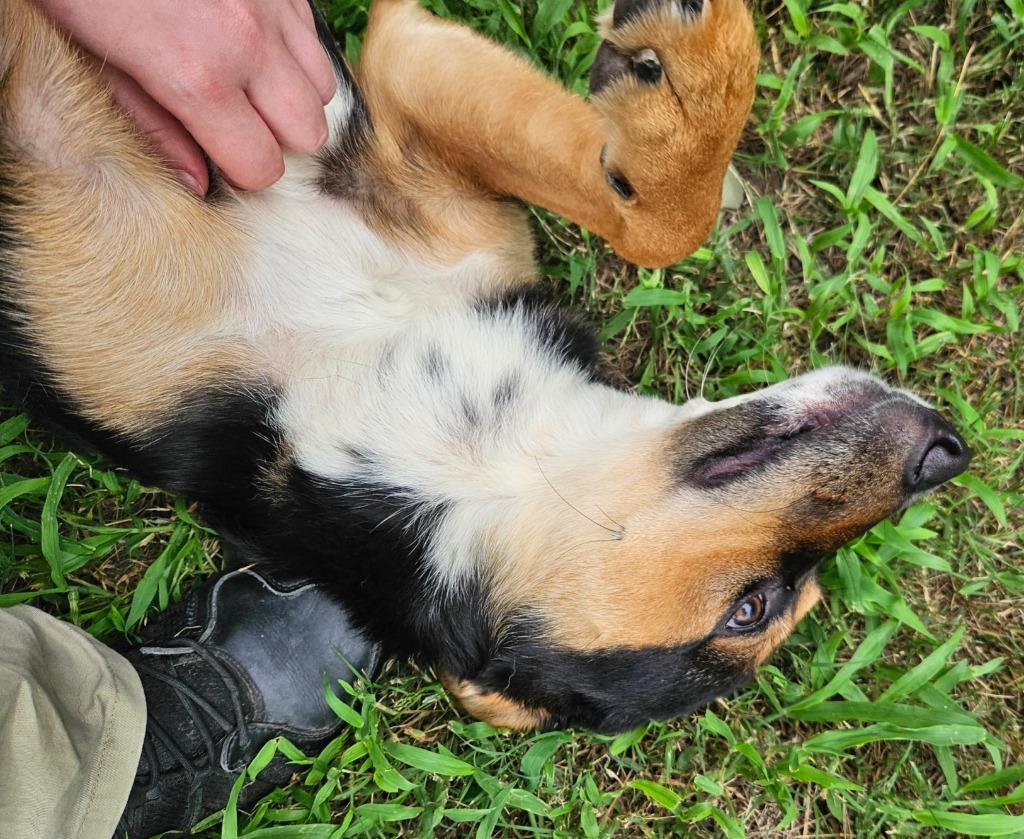 Enlarge Rory, a Adoptable mixed breed in Sherwood, AR image 2/6