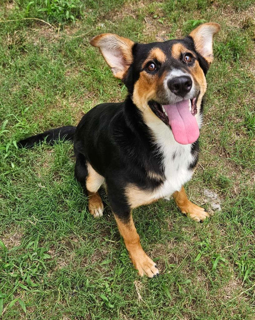 Enlarge Rory, a Adoptable mixed breed in Sherwood, AR image 3/6
