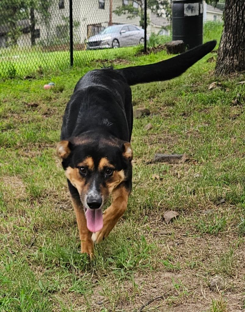 Enlarge Rory, a Adoptable mixed breed in Sherwood, AR image 4/6