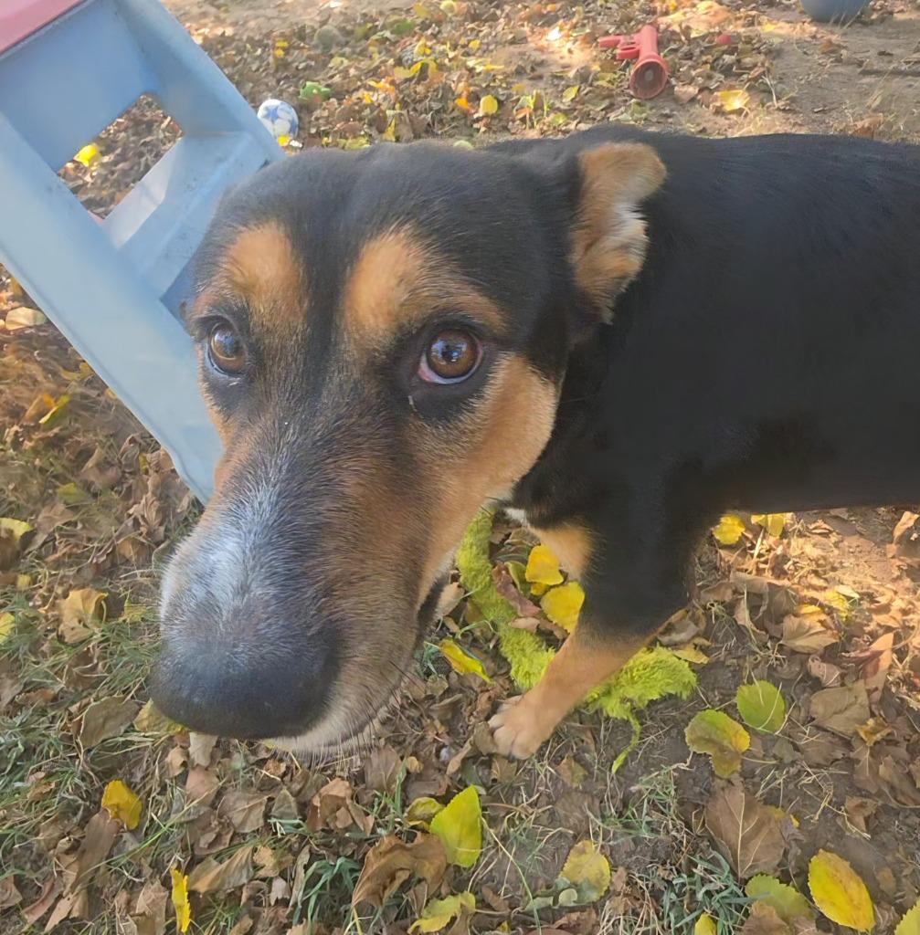 Enlarge Rory, a Adoptable mixed breed in Sherwood, AR image 5/6