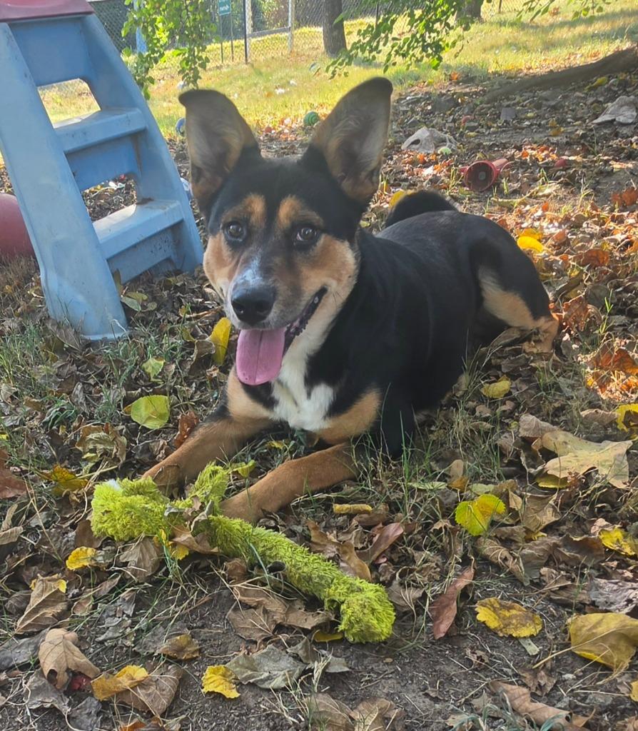 Enlarge Rory, a Adoptable mixed breed in Sherwood, AR image 6/6