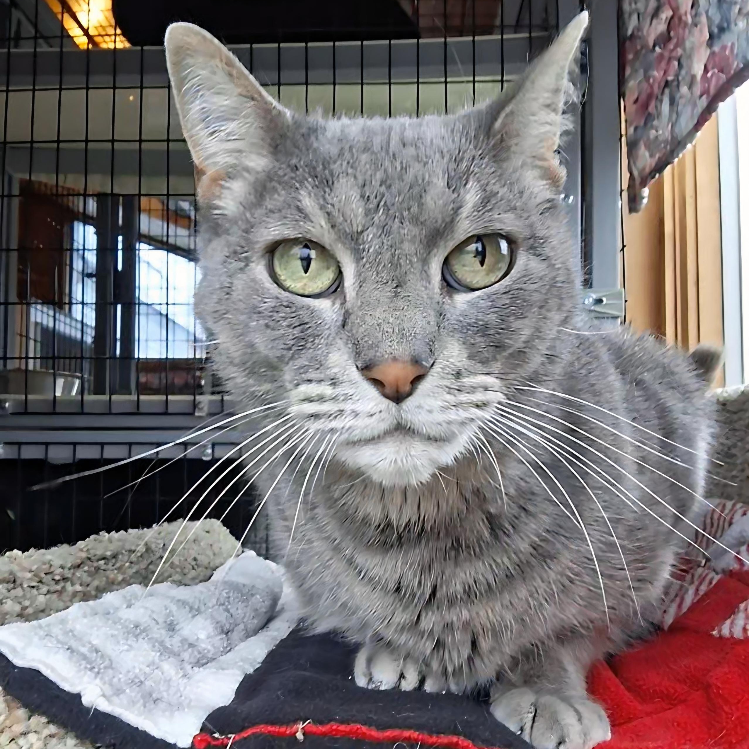 Enlarge Seymour, a Adoptable Domestic Short Hair in Littleton, NH image 1/6