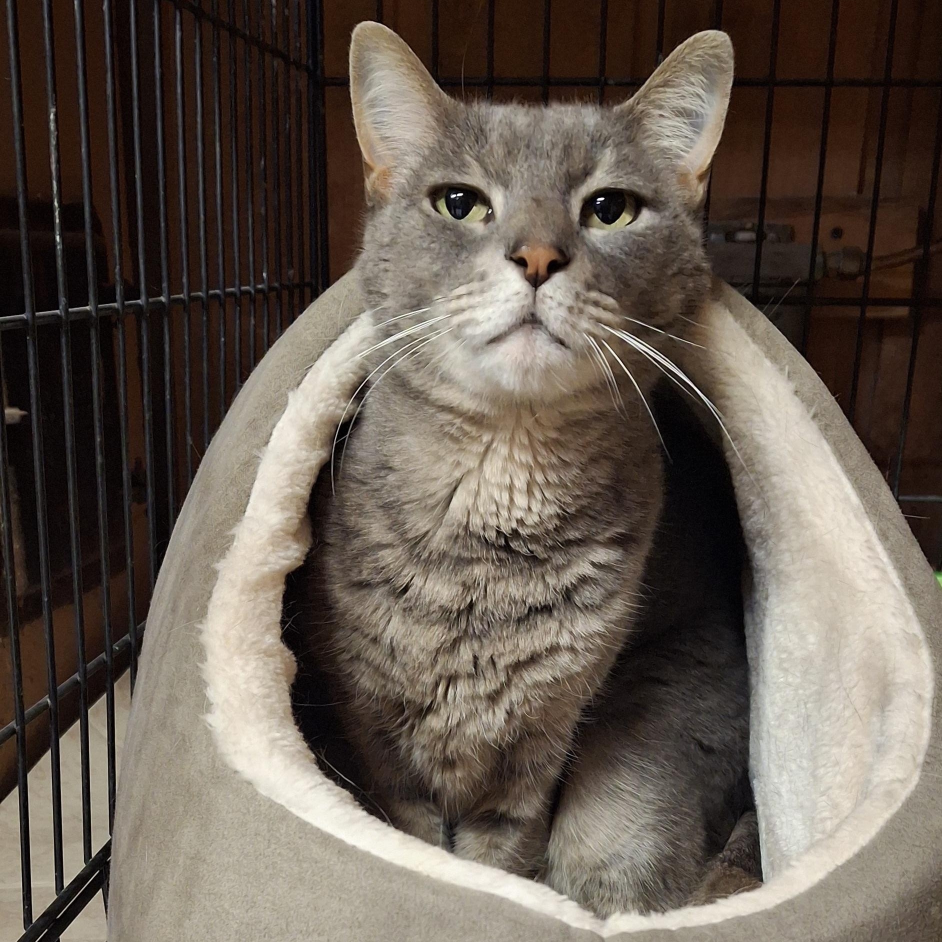 Enlarge Seymour, a Adoptable Domestic Short Hair in Littleton, NH image 2/6
