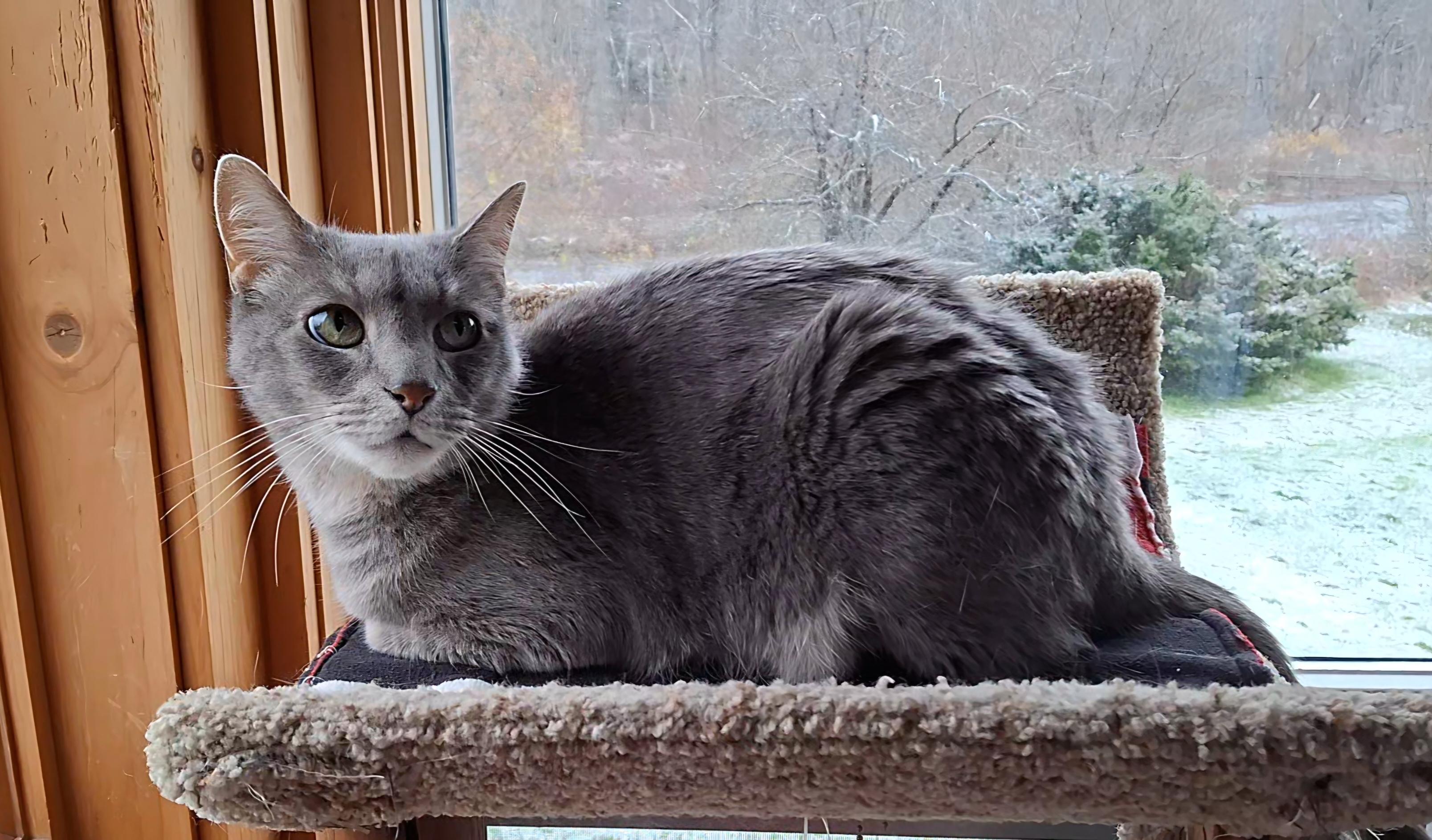 Enlarge Seymour, a Adoptable Domestic Short Hair in Littleton, NH image 5/6