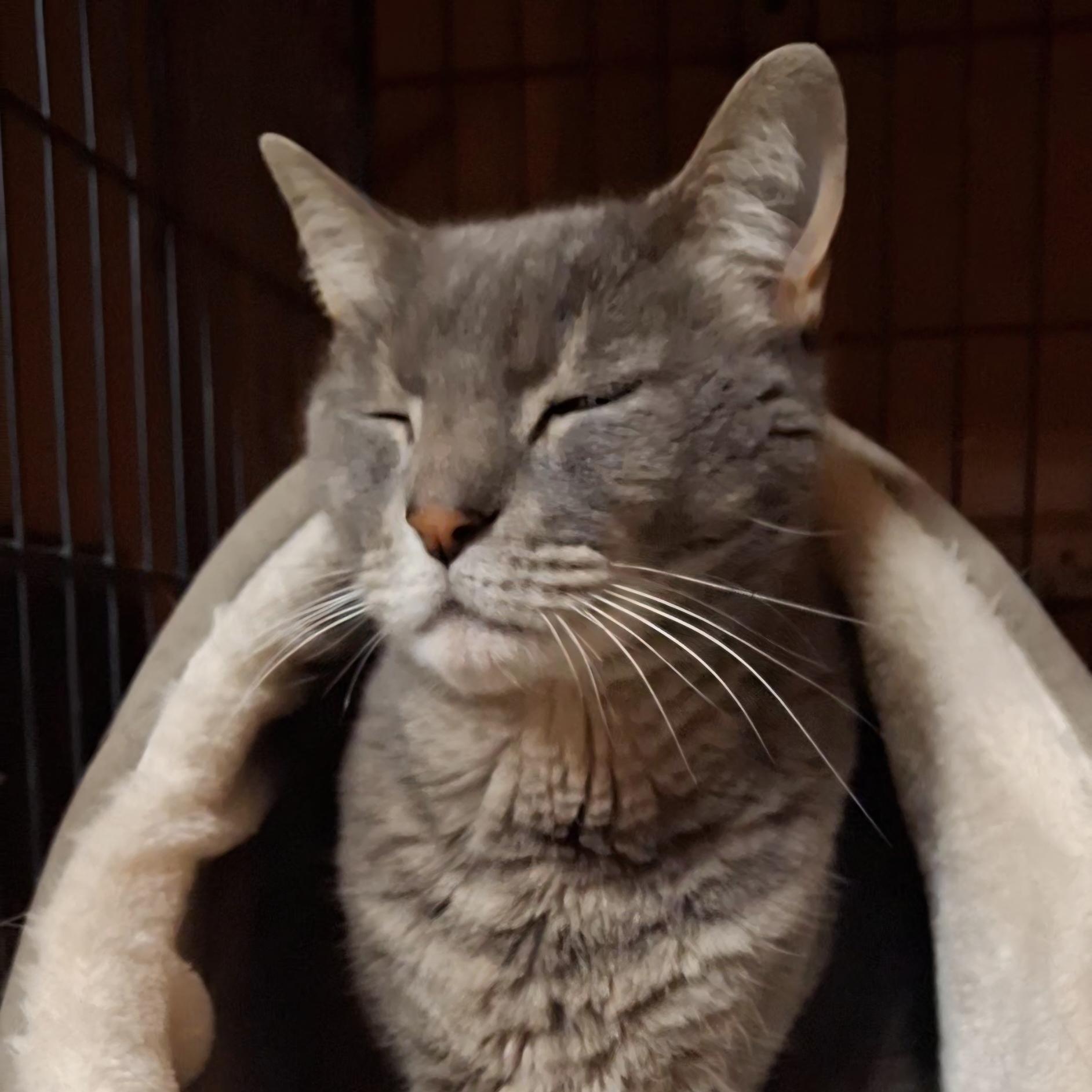 Enlarge Seymour, a Adoptable Domestic Short Hair in Littleton, NH image 4/6