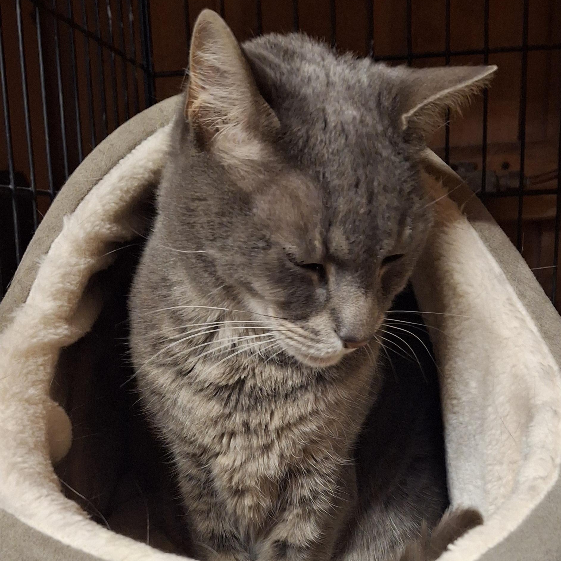 Enlarge Seymour, a Adoptable Domestic Short Hair in Littleton, NH image 6/6