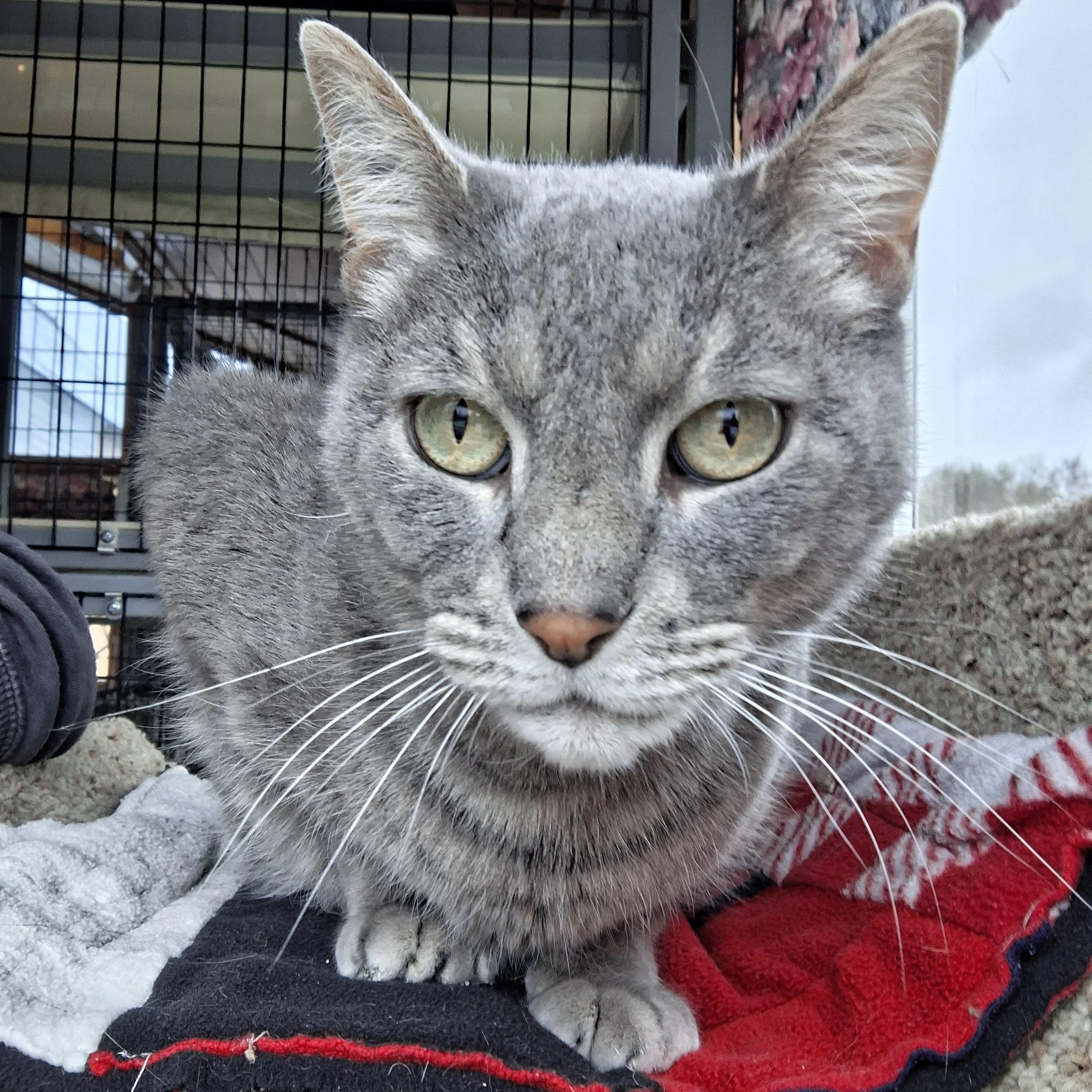 Enlarge Seymour, a Adoptable Domestic Short Hair in Littleton, NH image 3/6