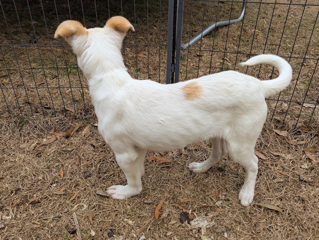 JOCI — thumbnail 2