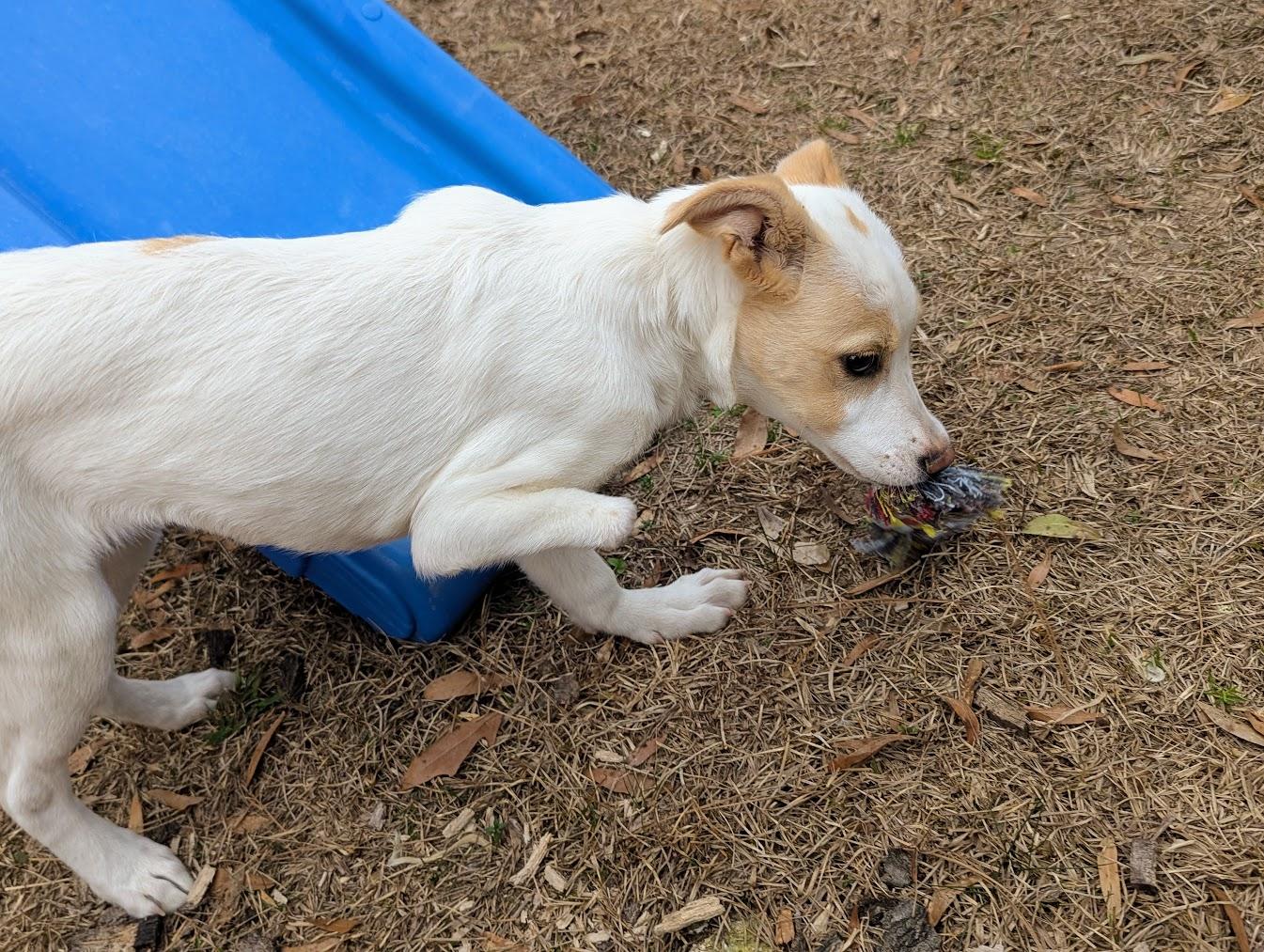 JOCI — thumbnail 3