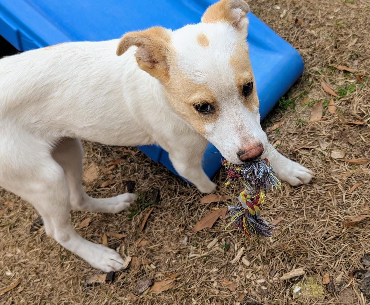 JOCI — thumbnail 4