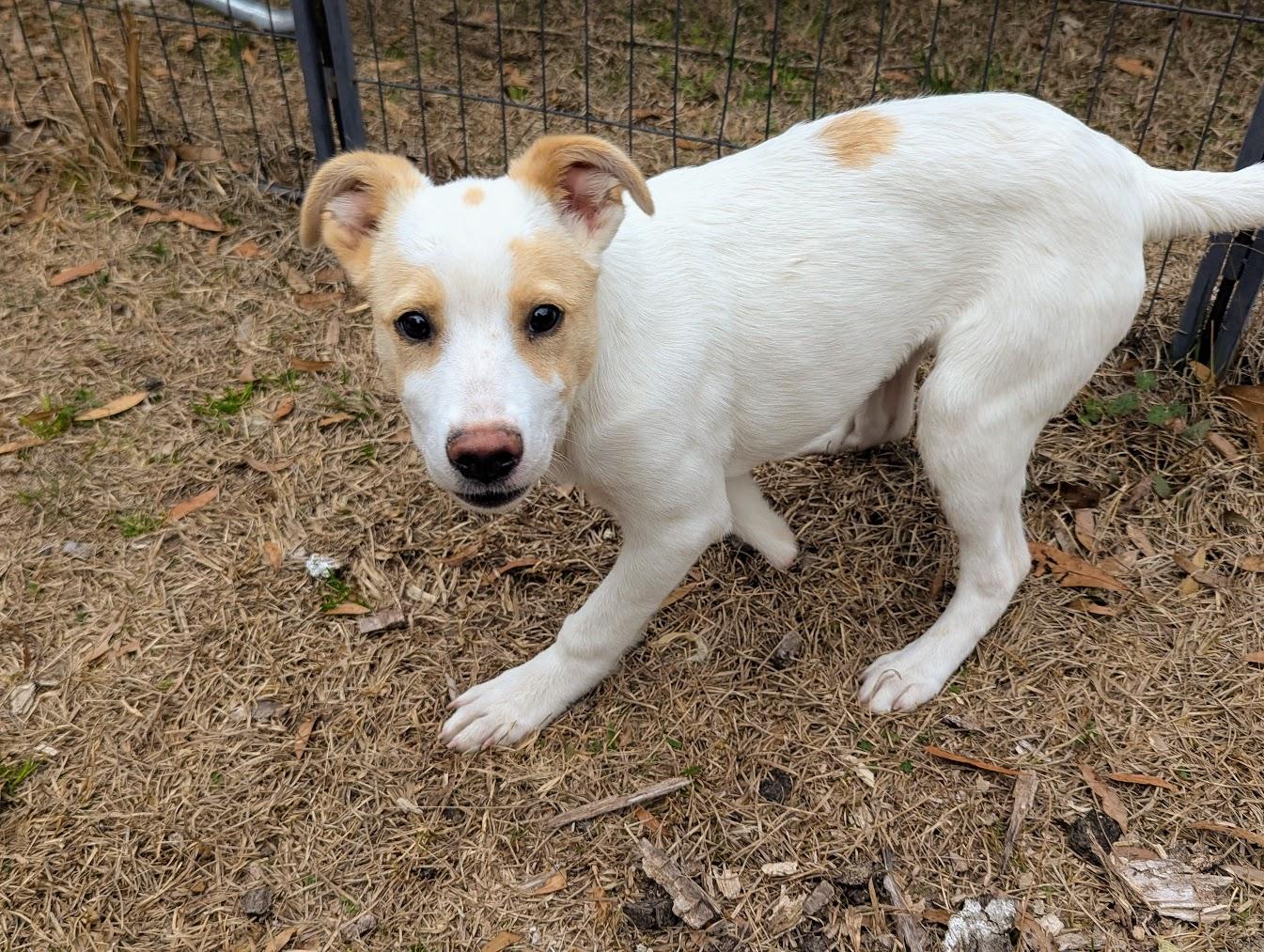 JOCI — thumbnail 5