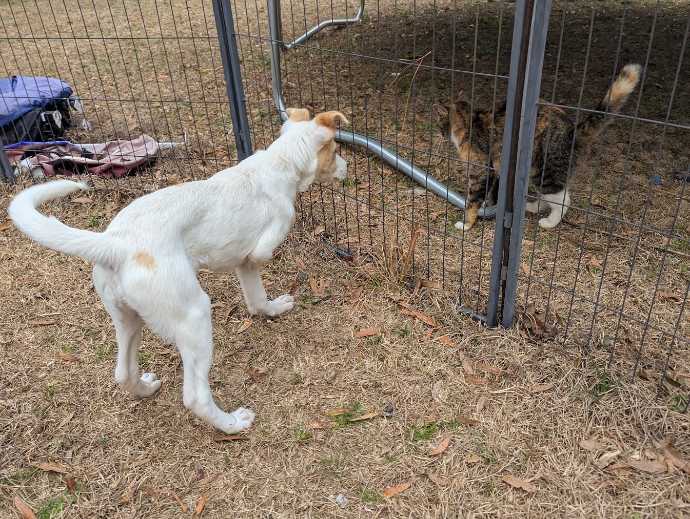 JOCI — thumbnail 6