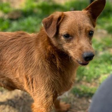 Bowie, Adoptable, Young Male Miniature Poodle & Chihuahua.