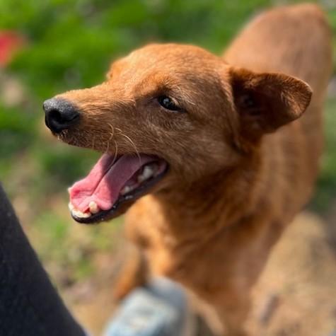 Enlarge Bowie, a Adoptable mixed breed in Havertown, PA image 2/3